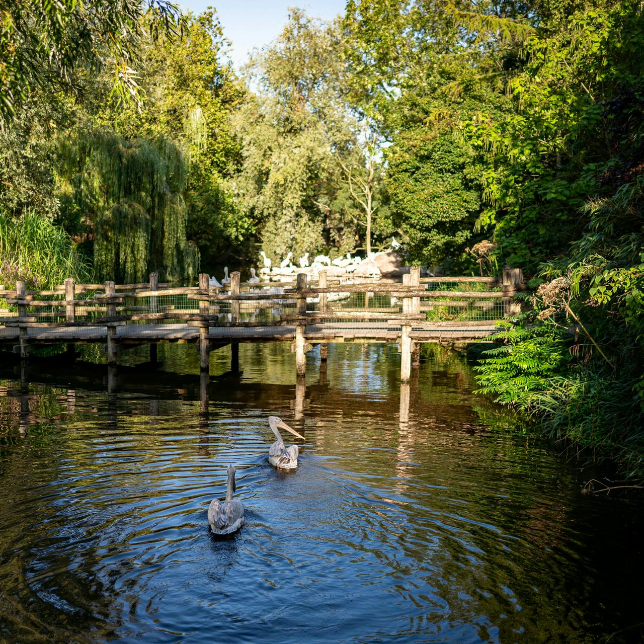 Natuur Dichtbij, pelikanenvijver