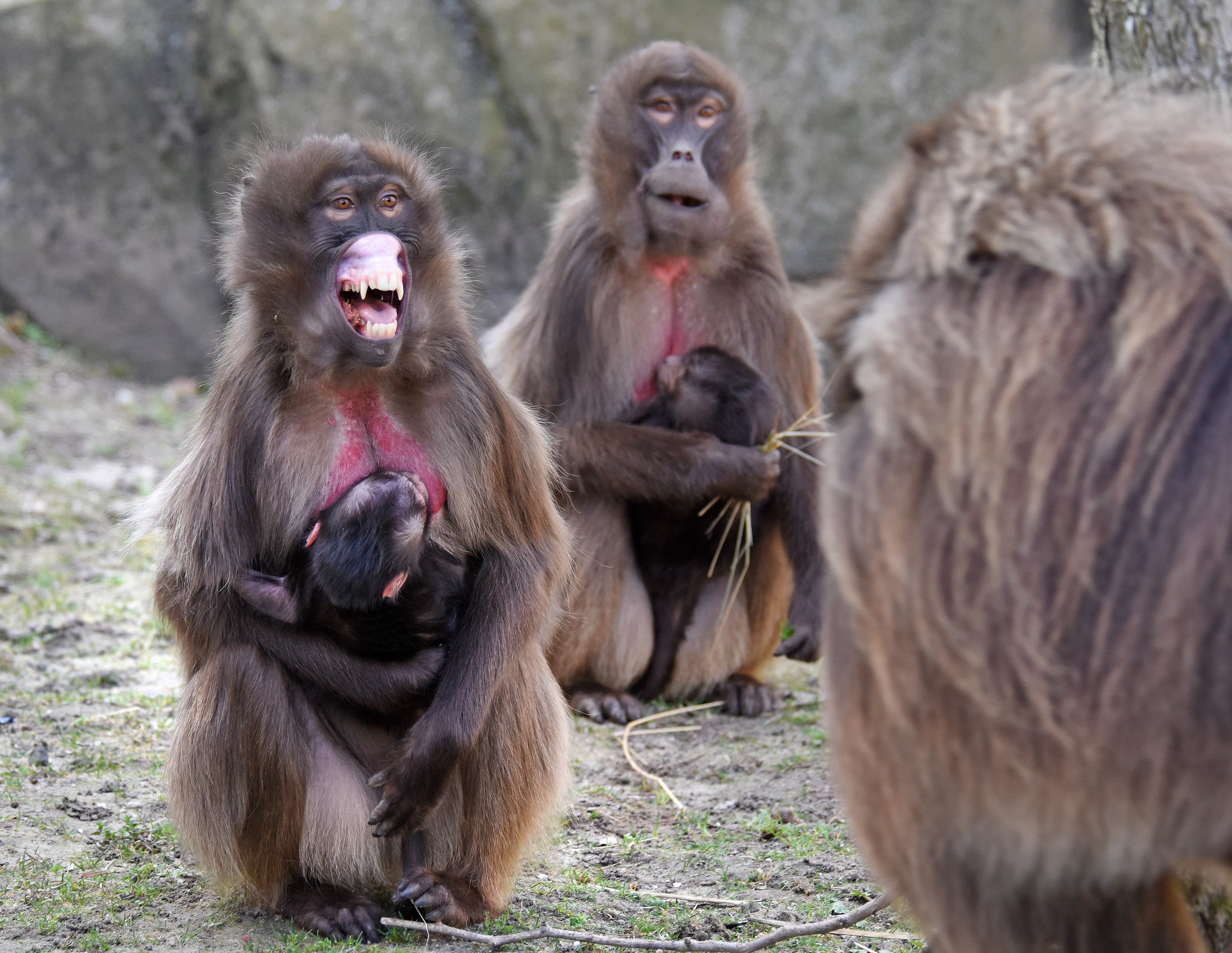 Gelada