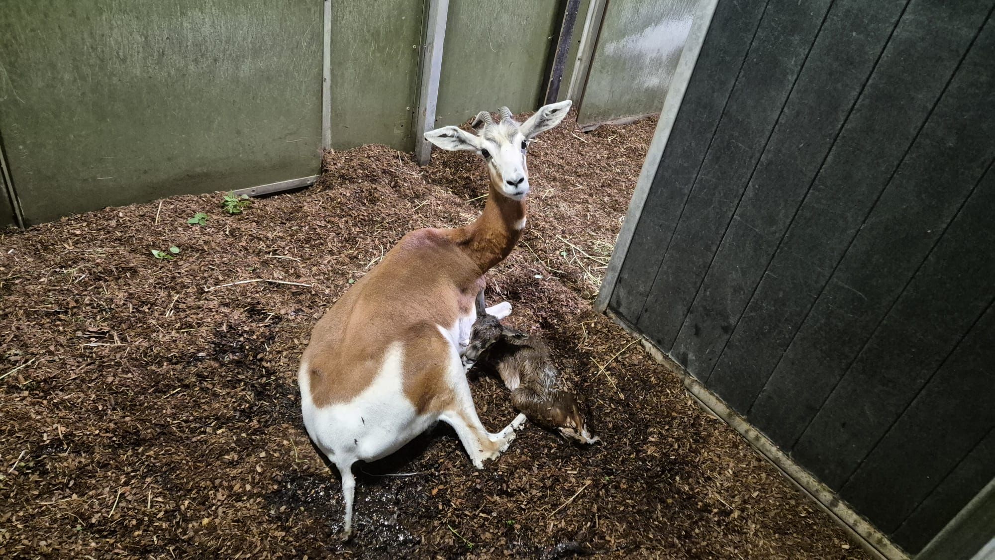 Mhorrgazelle vlak na geboorte