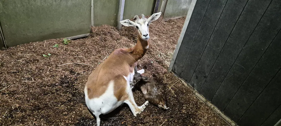 Mhorrgazelle vlak na geboorte