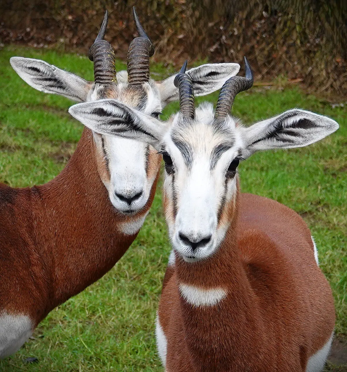 Mhorrgazelles naast elkaar