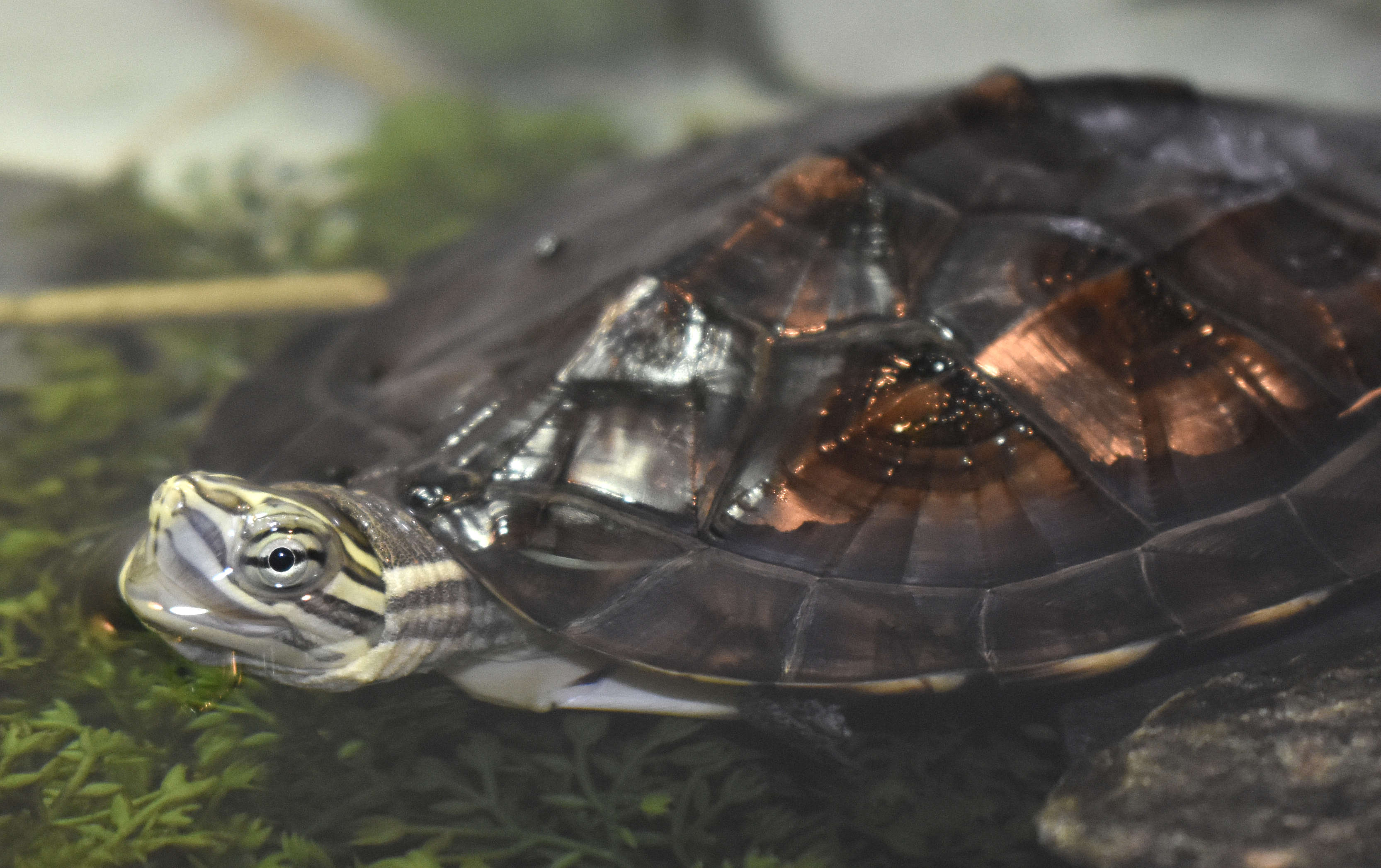 Annam waterschildpad