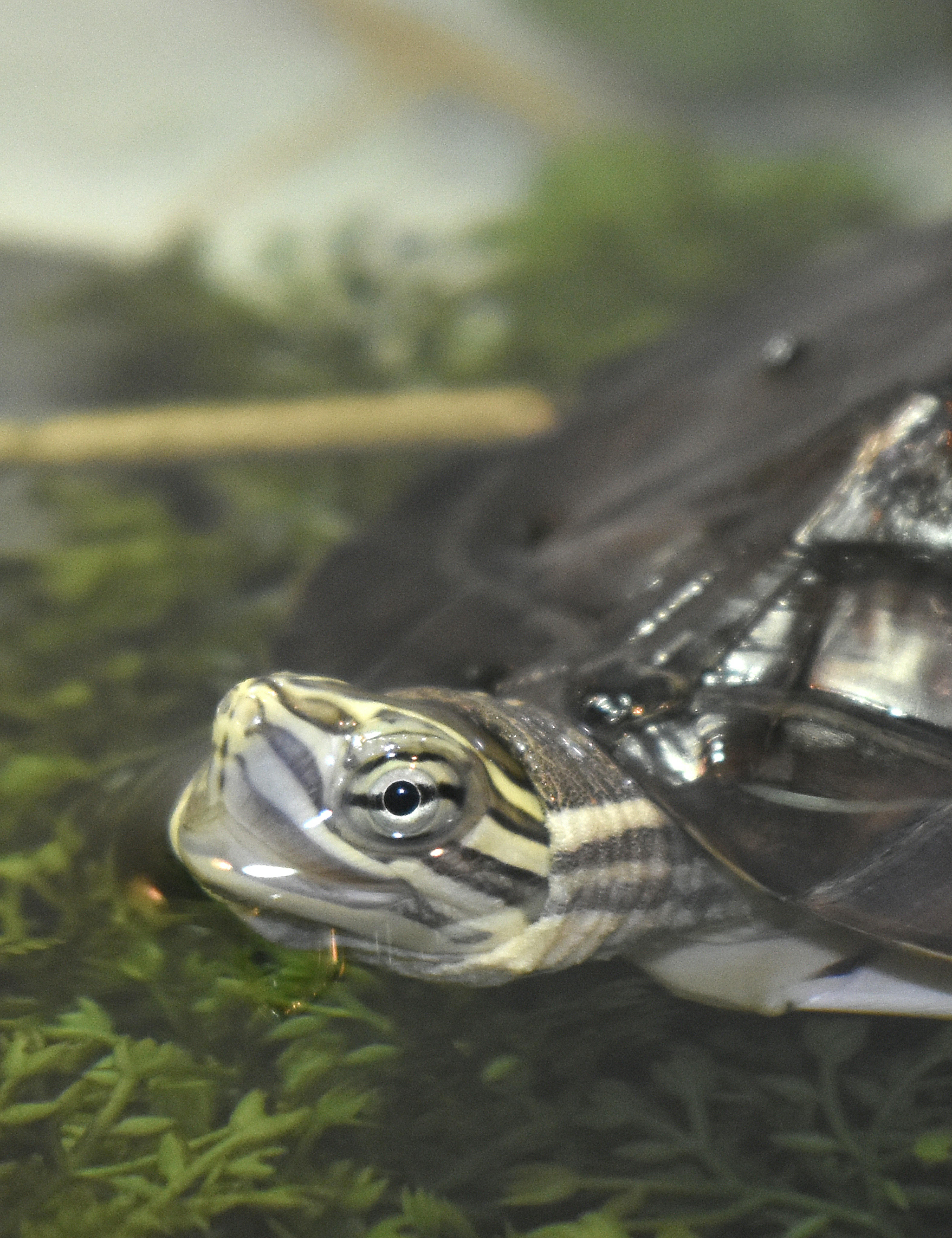 Image of Annam waterschildpad