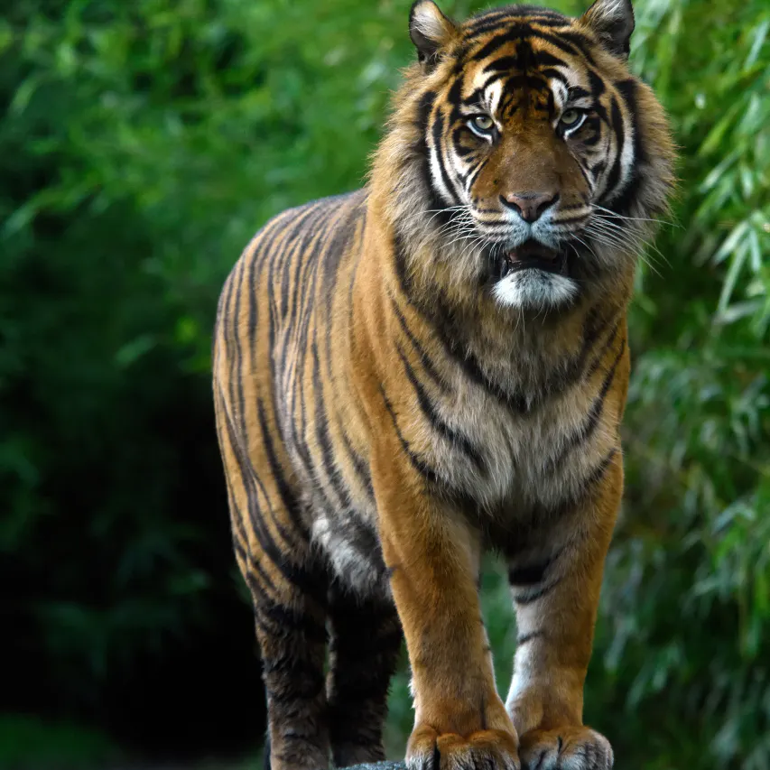 Sumatraanse tijger | Diergaarde Blijdorp