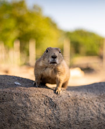prairiehondje op een muur