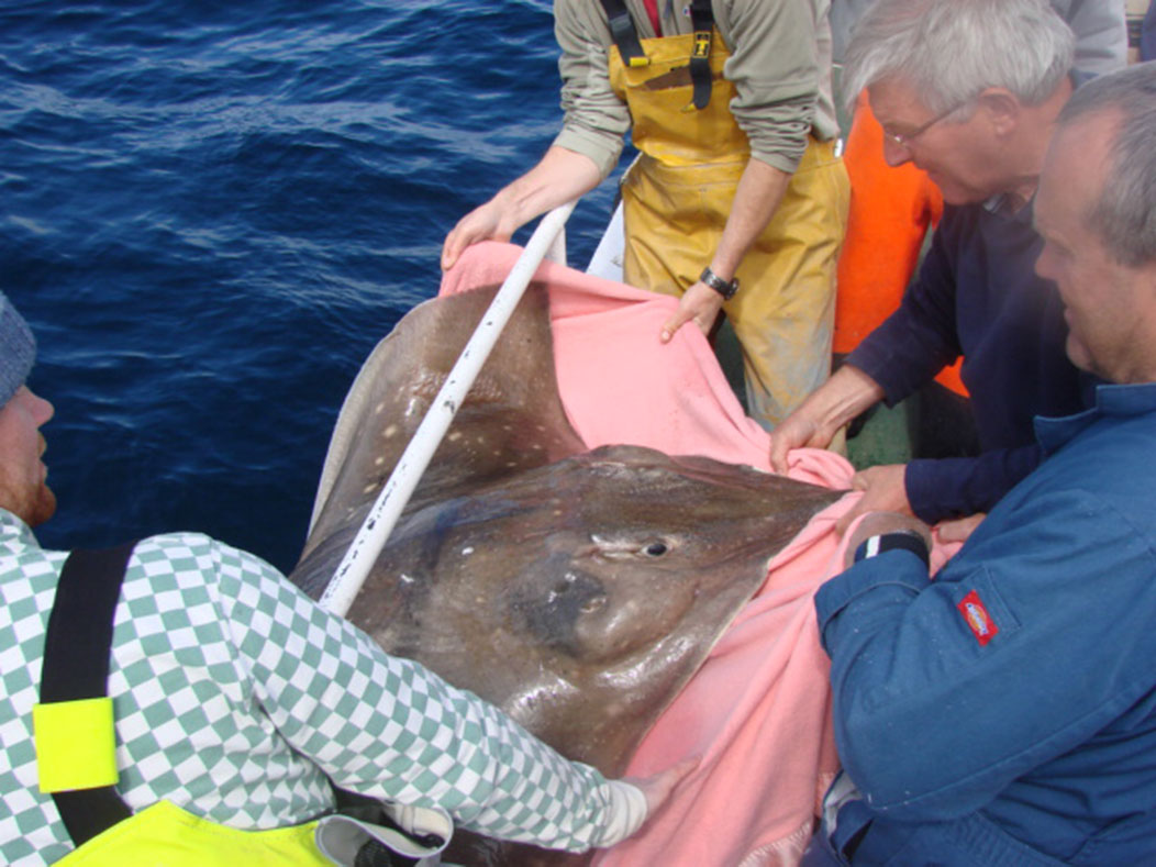 Source: Orkney Skate Trust