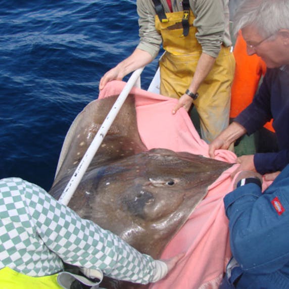 Source: Orkney Skate Trust