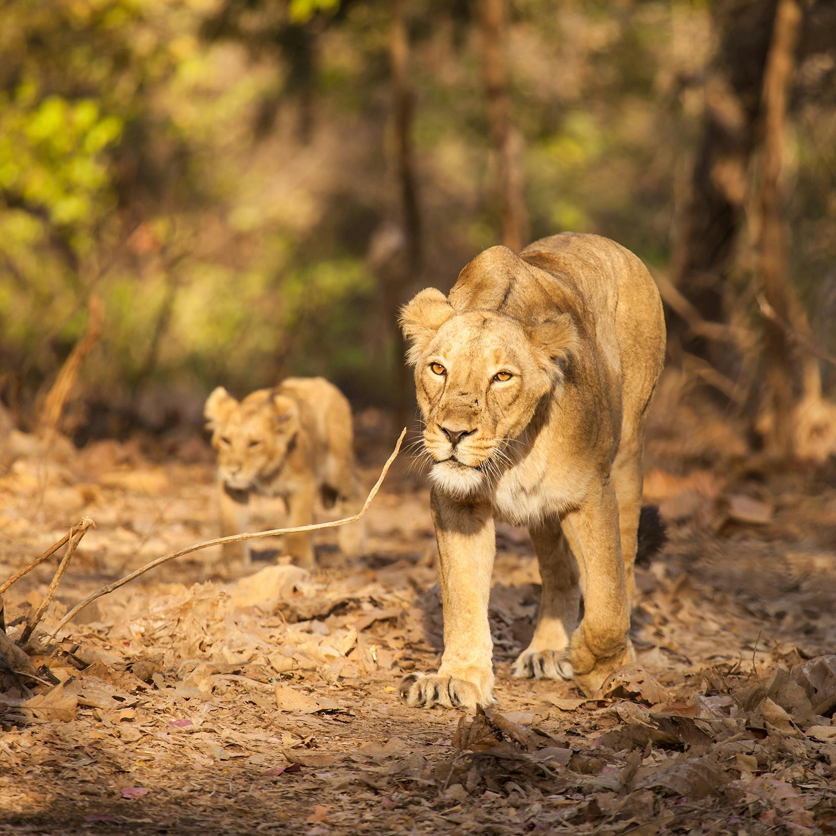 Lioness with cub