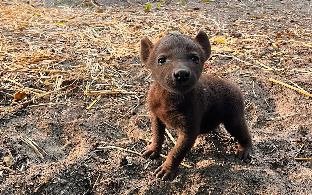 Kleine hyenapup Diergaarde Blijdorp op avontuur in Crocuta crocuta