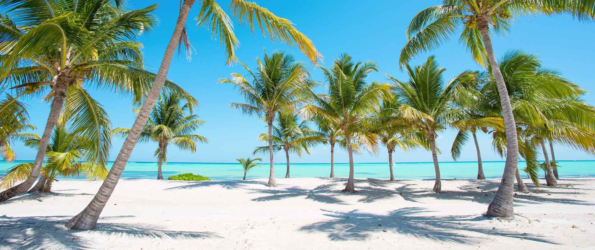 una spiaggia candida della repubblica dominicana piena di palme