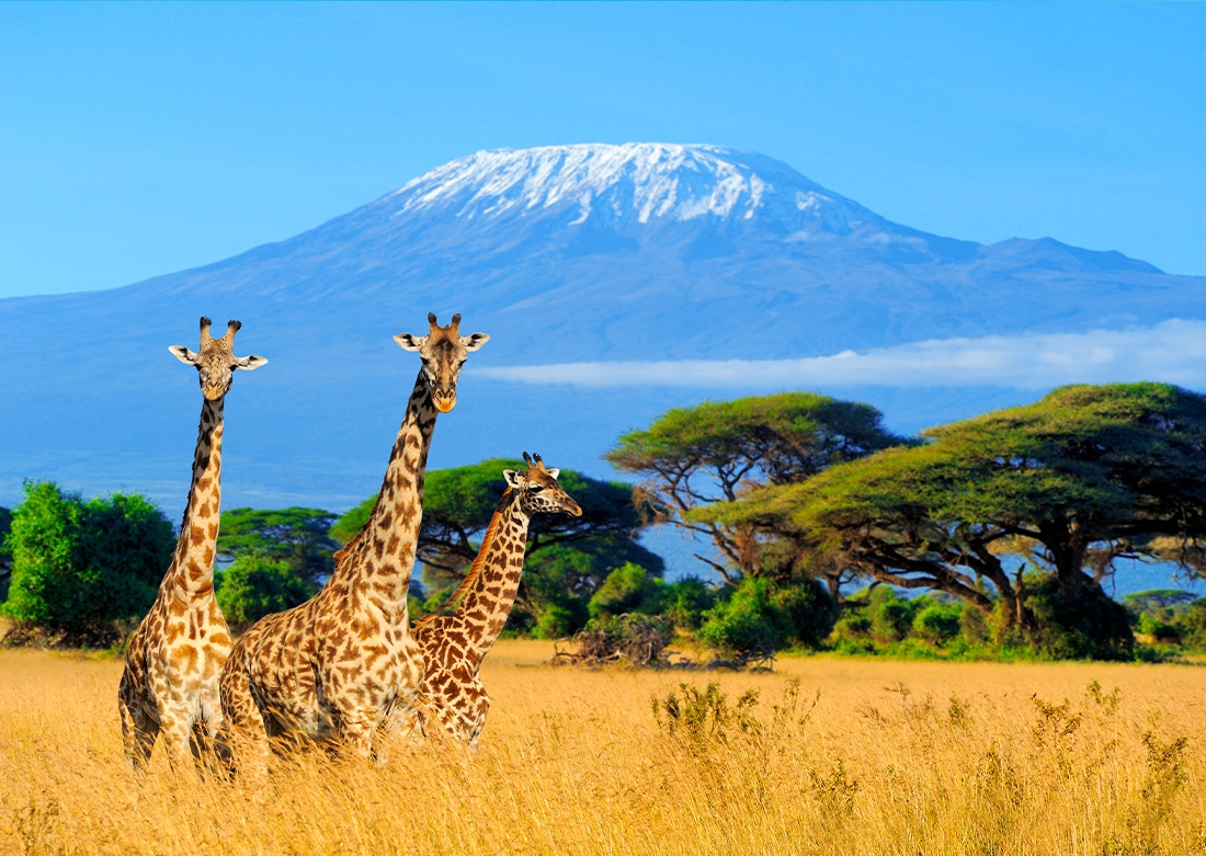 delle giraffe nella savana, un panorama che si può vedere durante un safari in Kenya