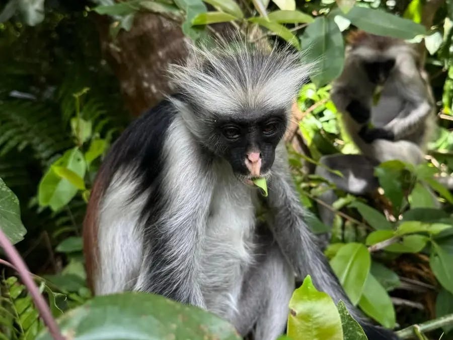 Esperienza a Zanzibar - Jozani Forest