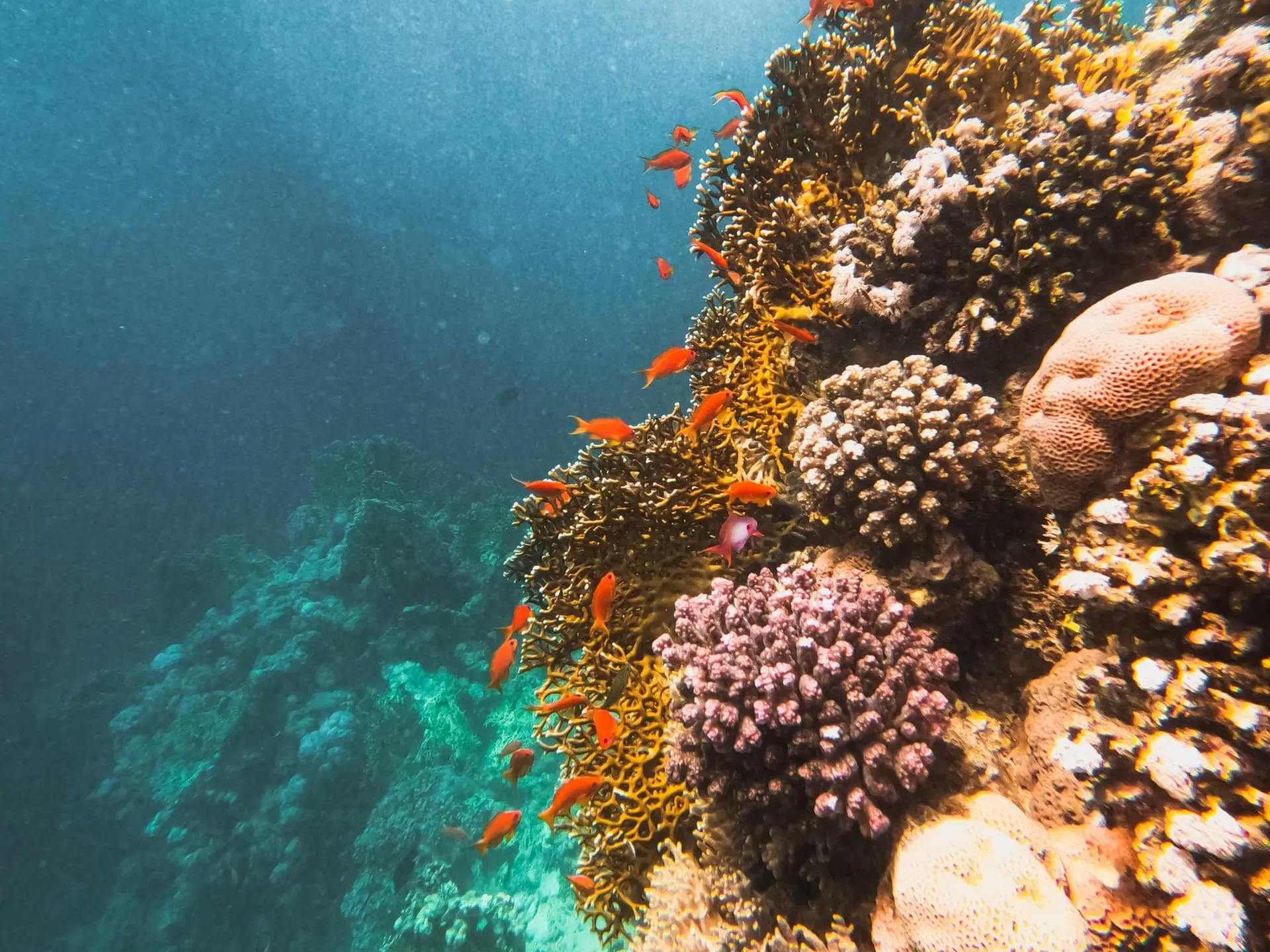 Esperienza a Sharm El-Sheikh - El Fanar