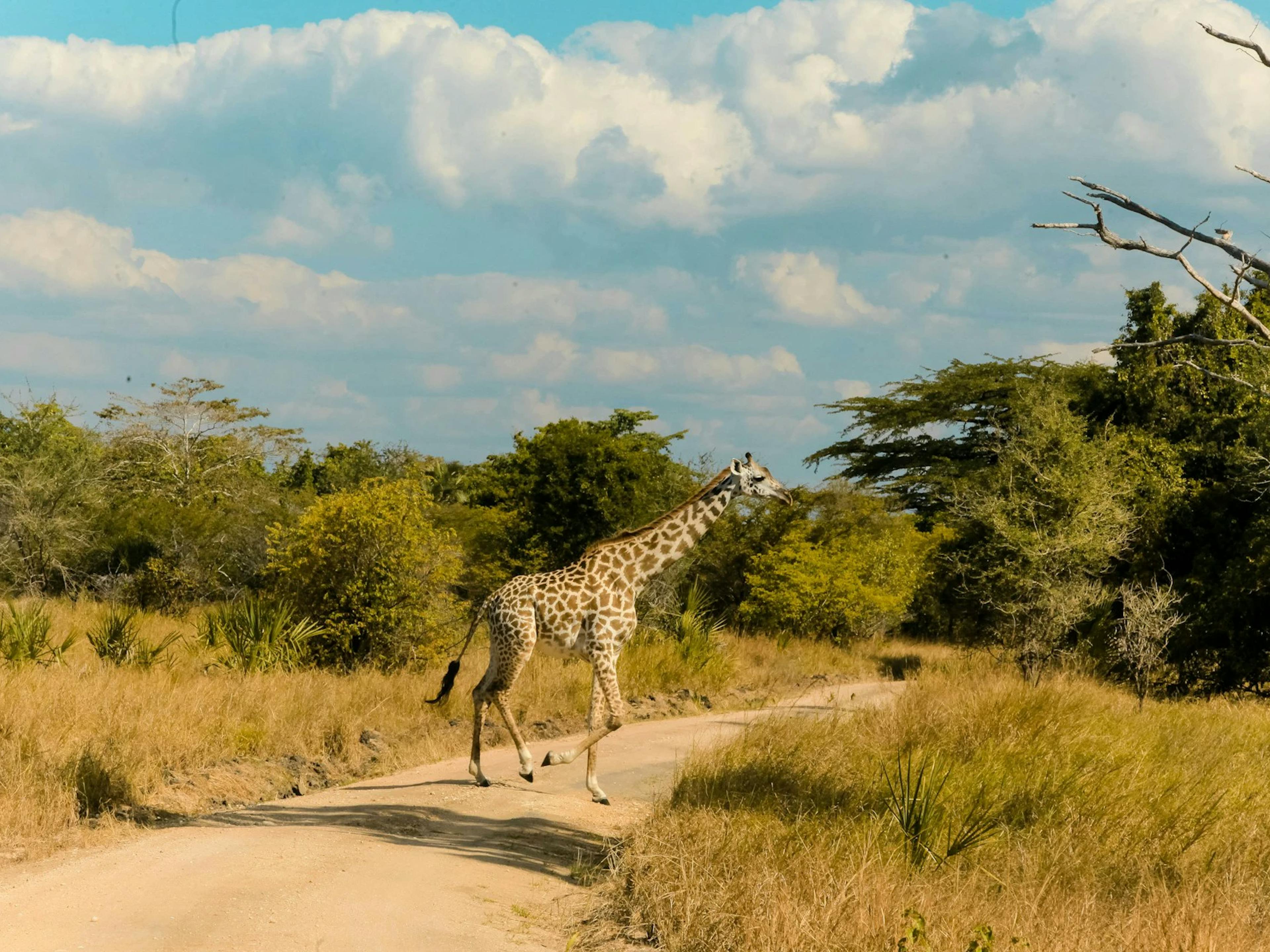 Safari Zanzibar