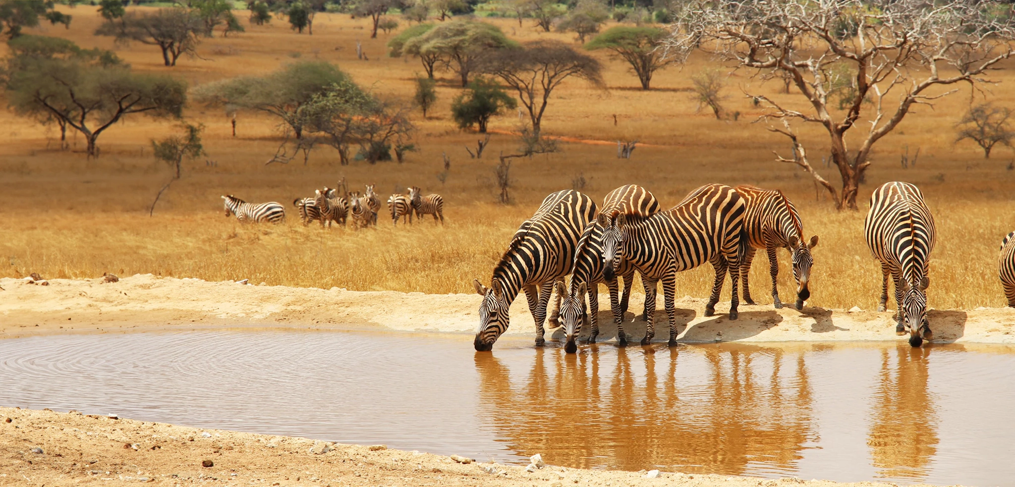 Con Utravel fai un viaggio organizzato incredibile in Kenya tra safari e mare.