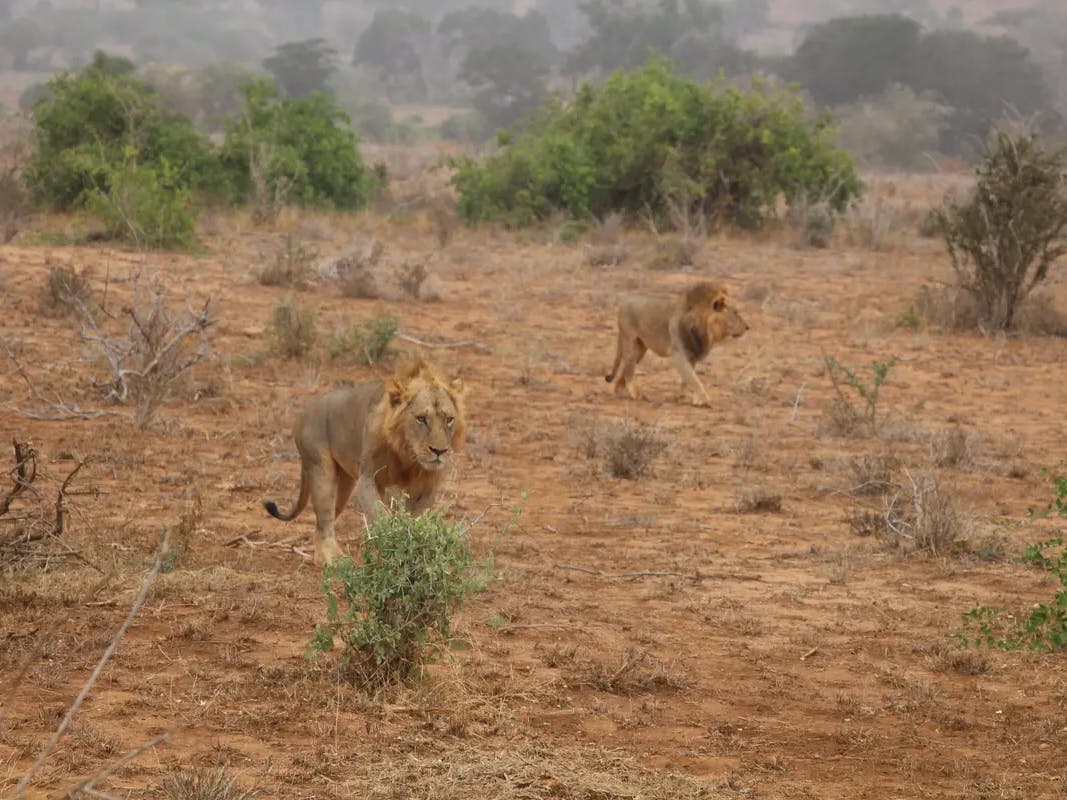 Esperienza in Kenya - Safari Tzavo West giorno 2