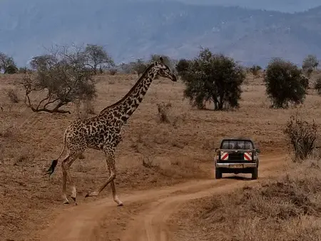 Esperienza in Kenya - Safari Tzavo West