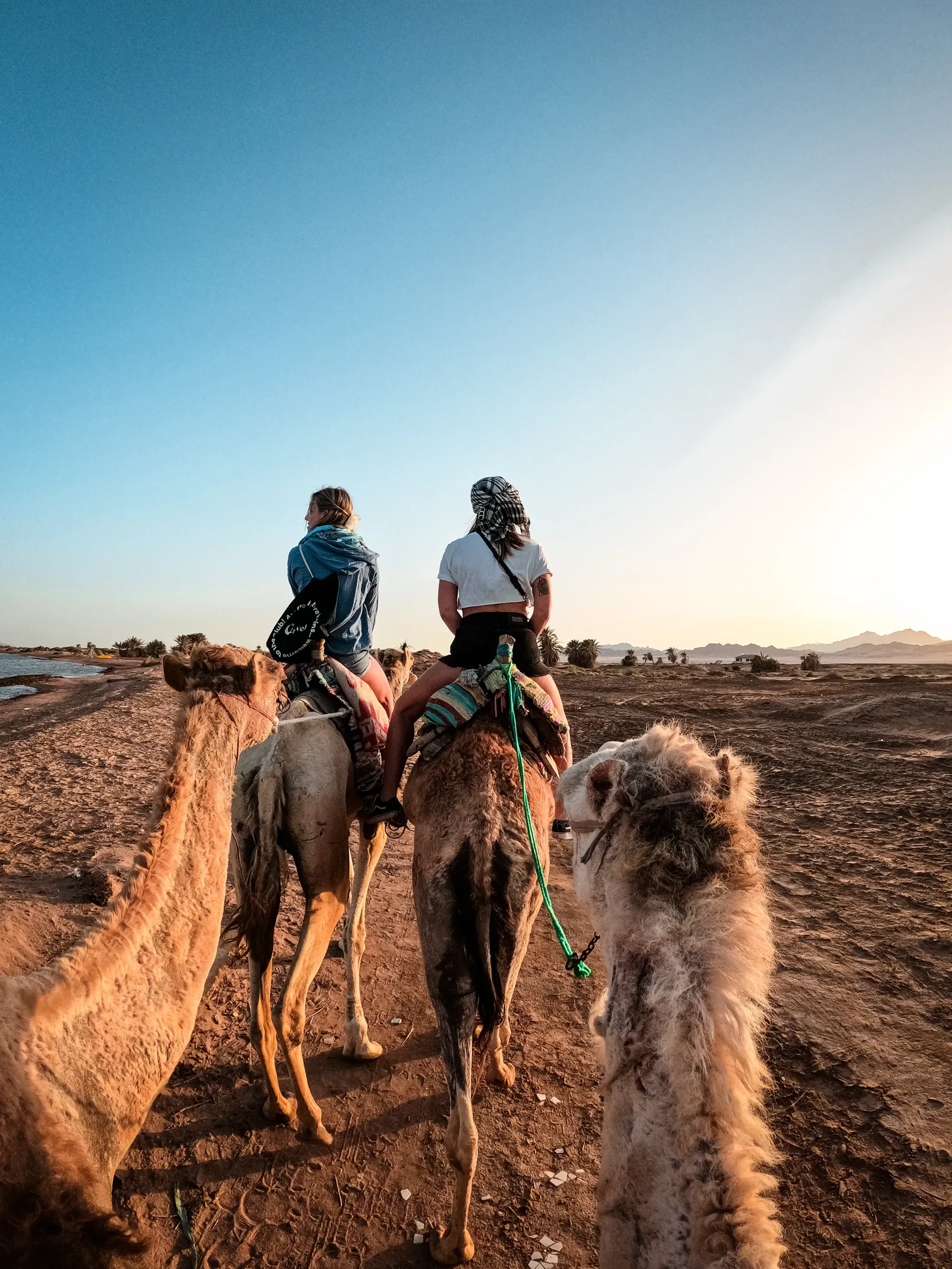 Esperienza in cammello a Sharm El-Sheikh