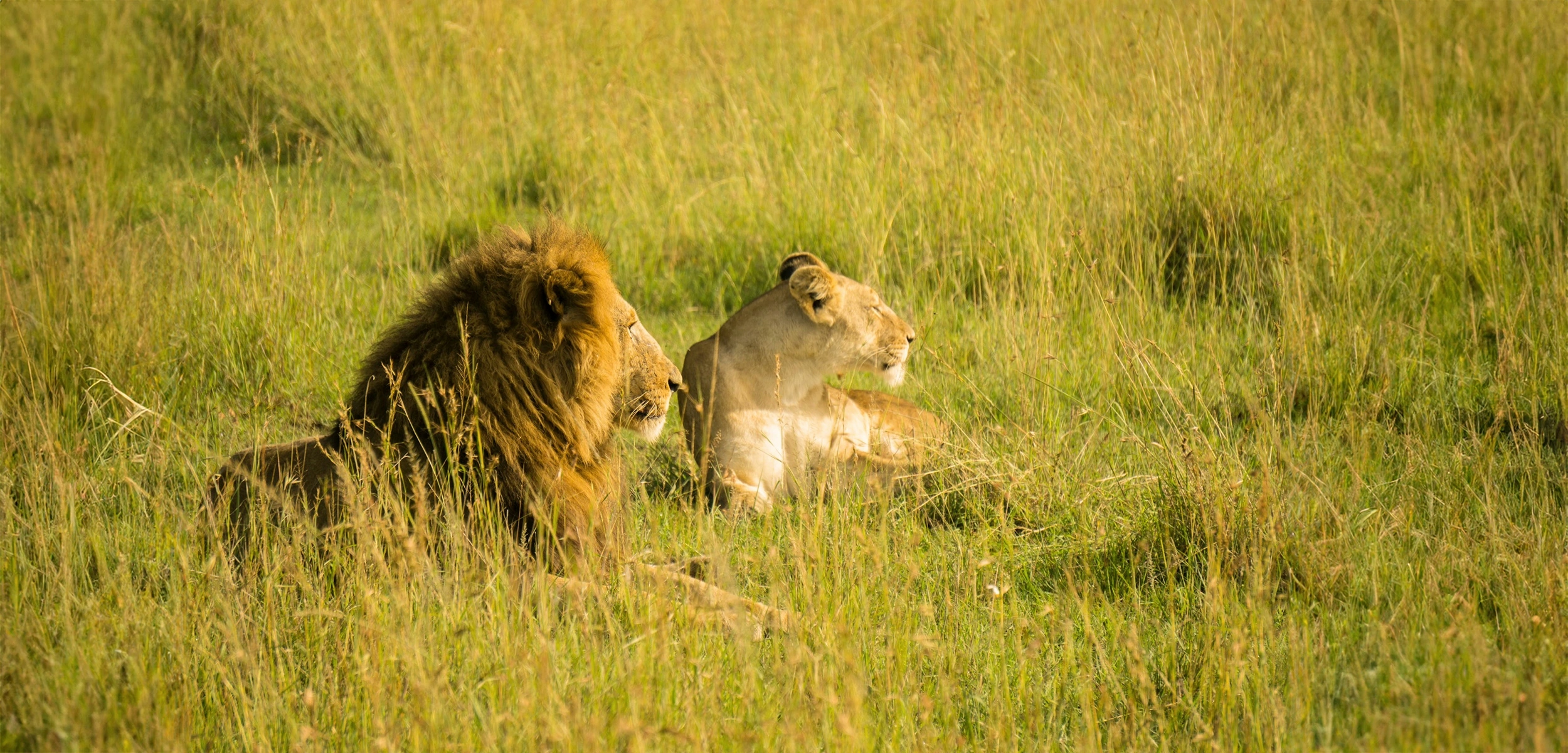 Il Safari in Kenya ti dà emozioni incredibili