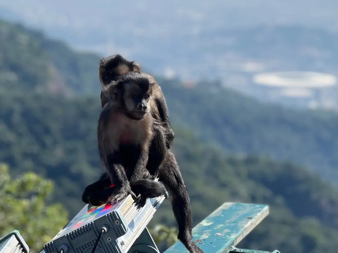 Esperienza a Rio de Janeiro - Parco della Tijuca Jeep