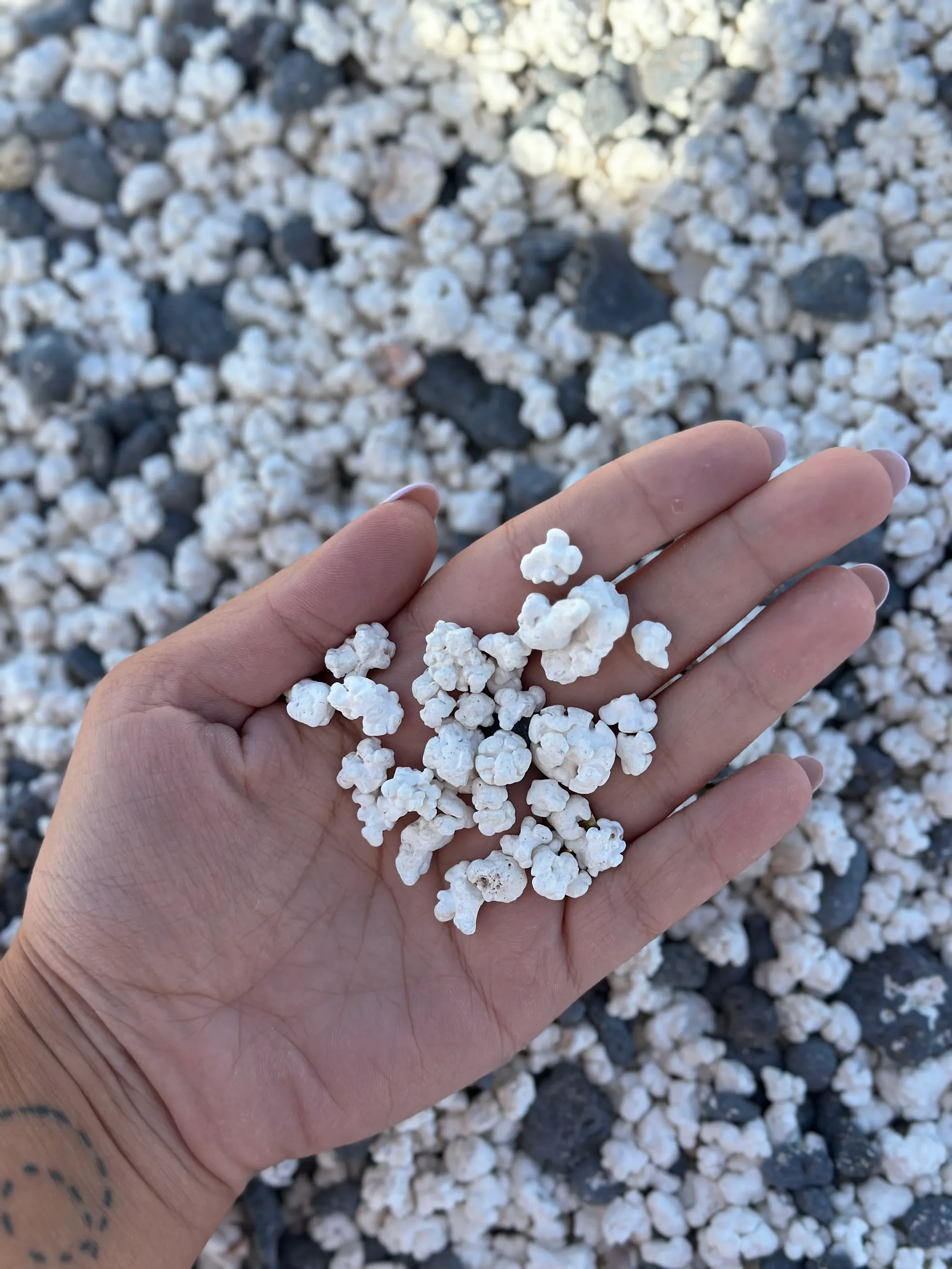 La famosa Popcorn Beach a Fuerteventura