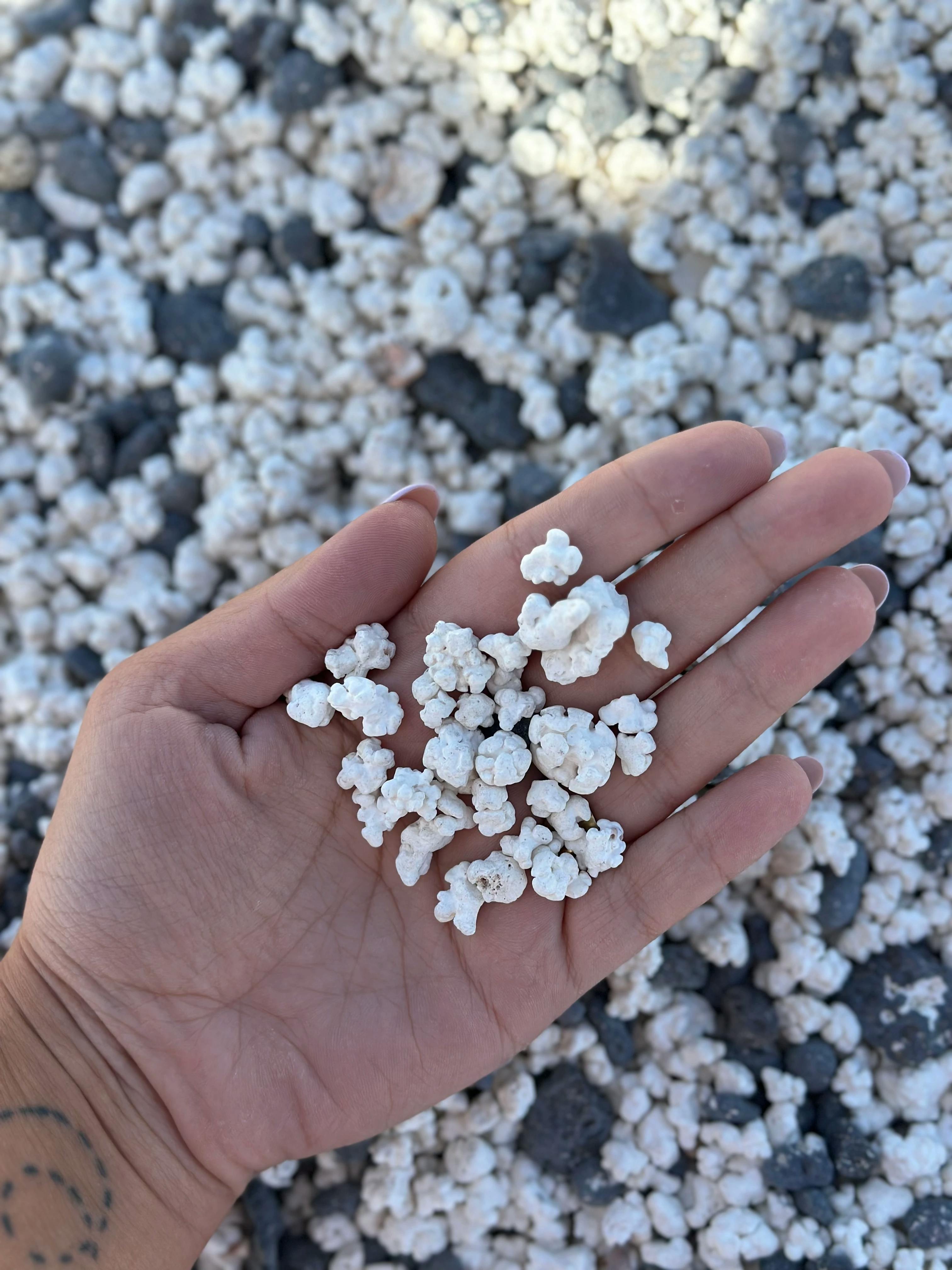 La famosa Popcorn Beach a Fuerteventura