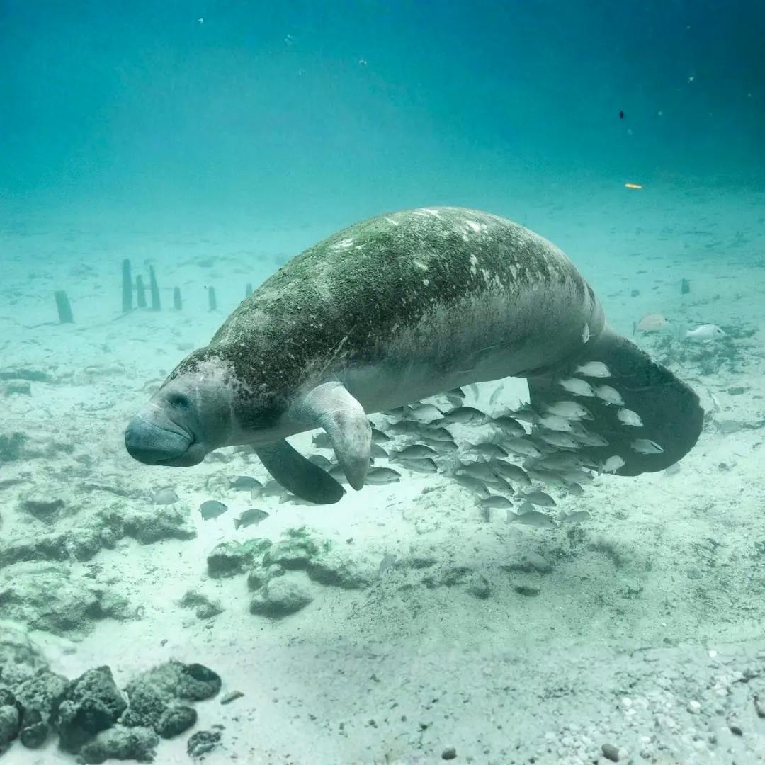 Duogongo che nuota sul fondale