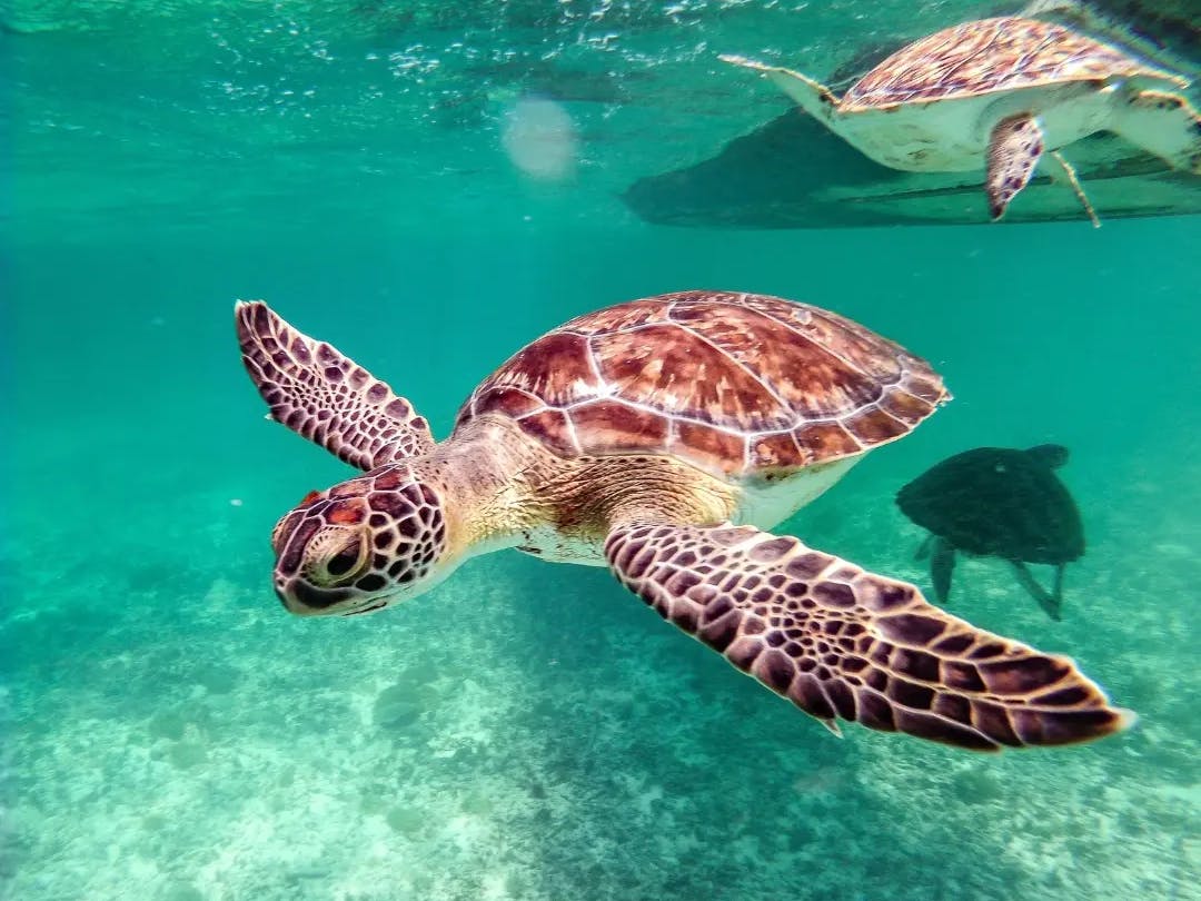 Snorkeling insieme alle tartarughe nella spiaggia di abu dabbab