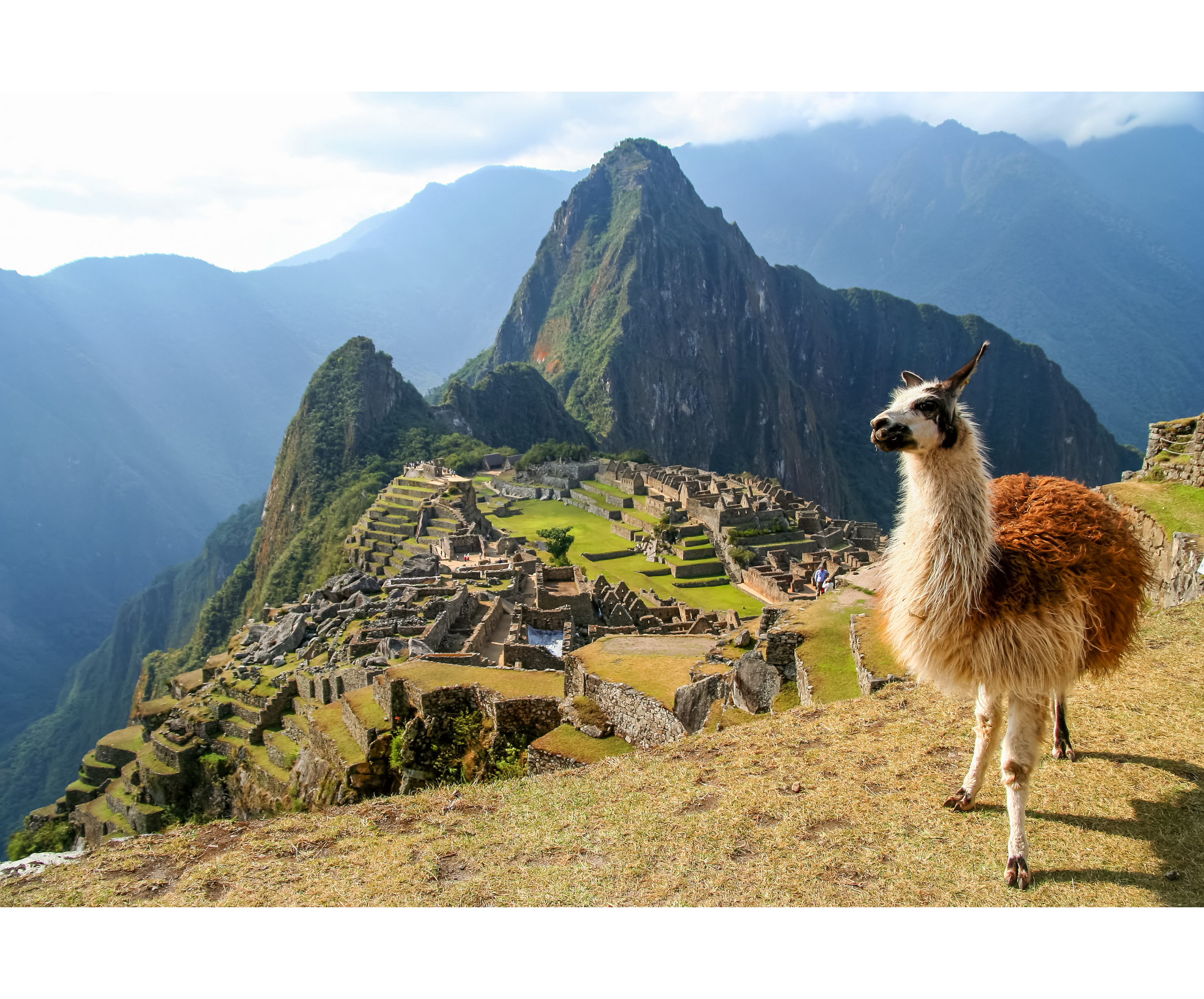 Alpaca con Machu Picchu di sfondo in Perù