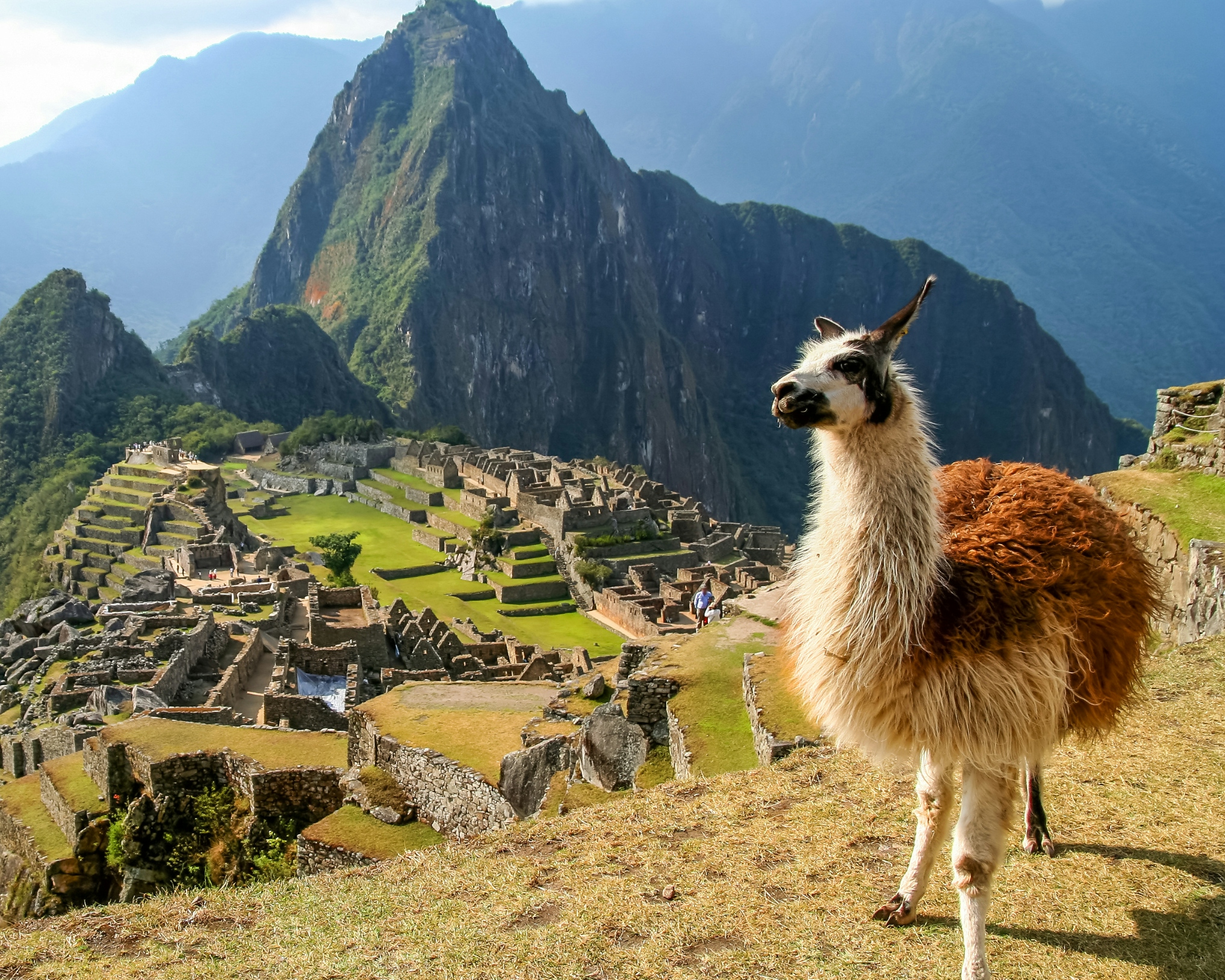 Alpaca con Machu Picchu di sfondo in Perù