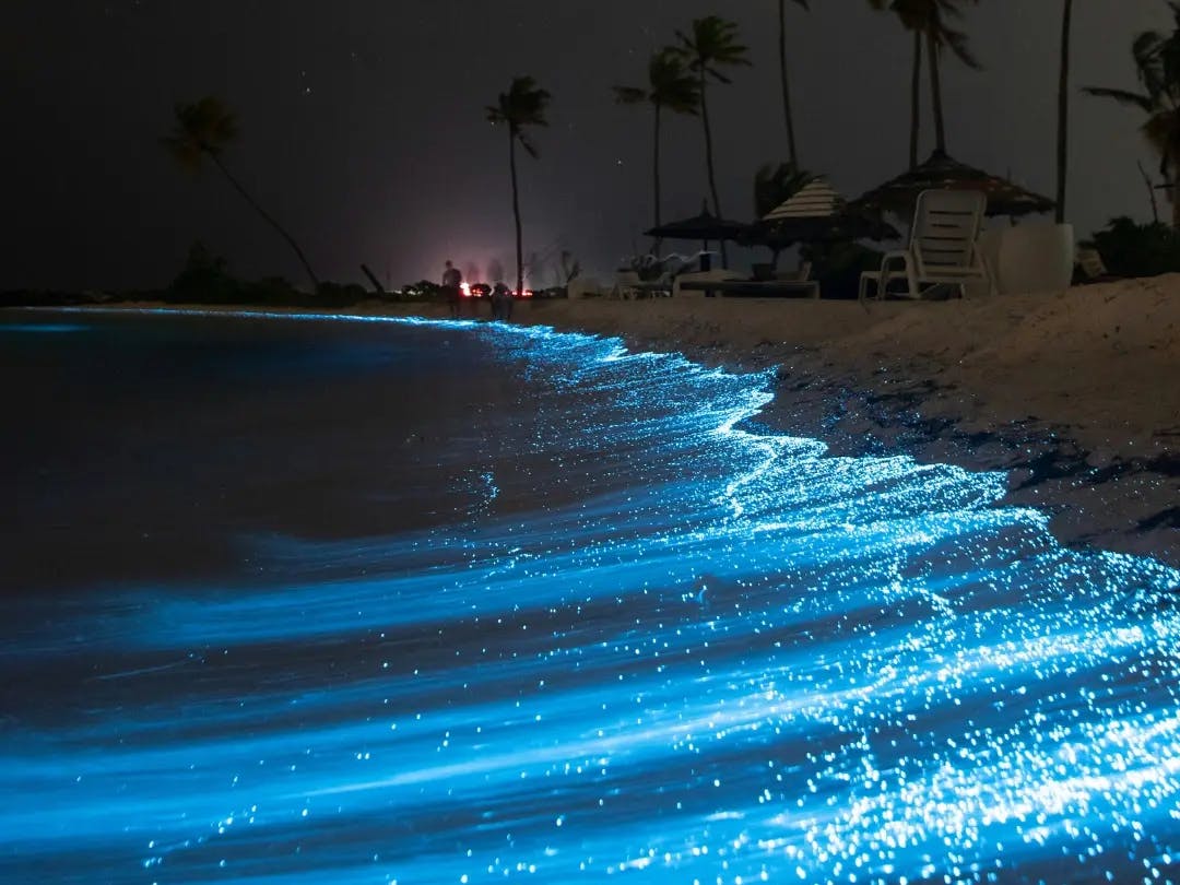 spiaggia bioluminescente in Giamaica di notte