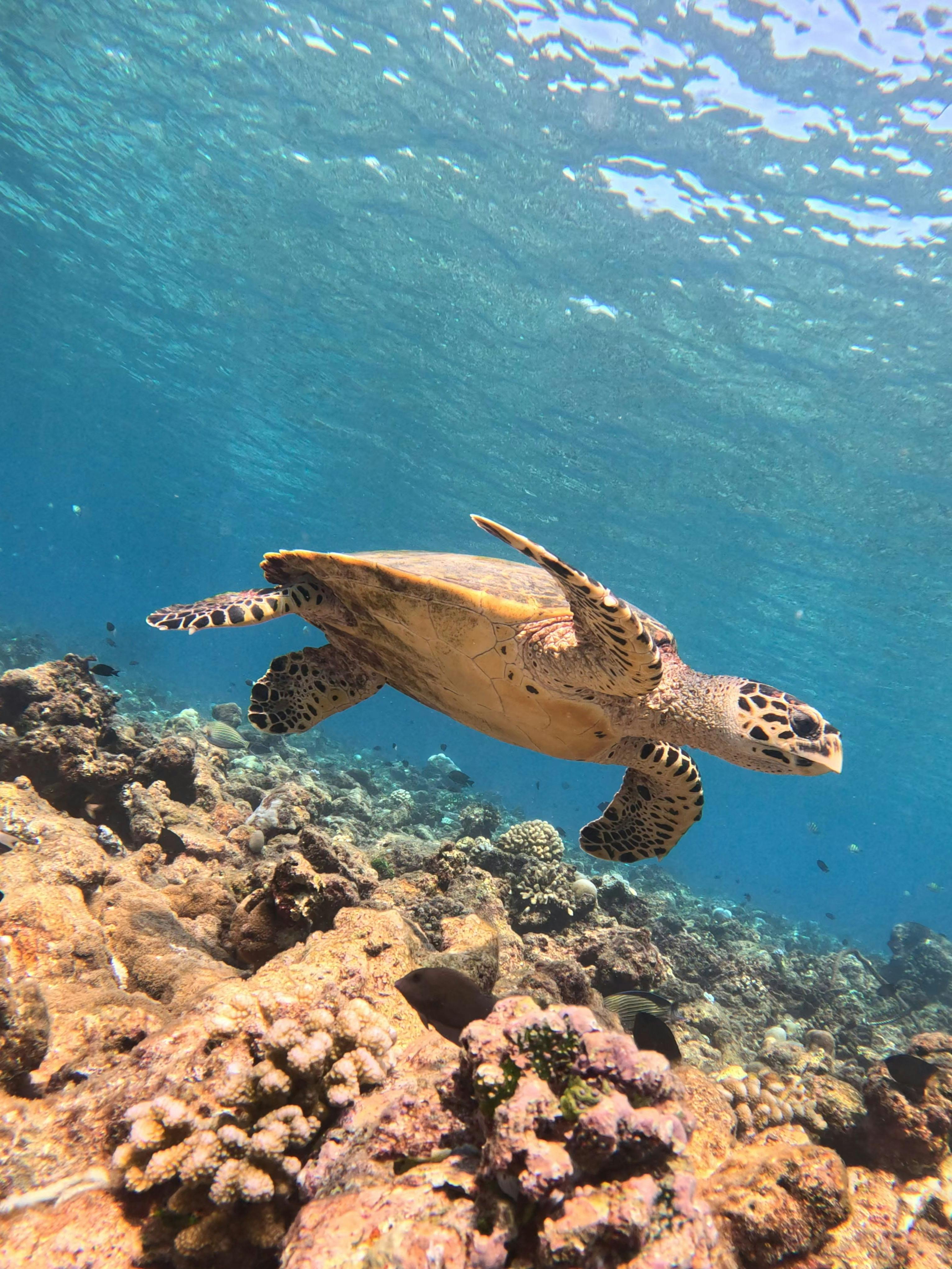 tartaruga che nuota nela barriera corallina