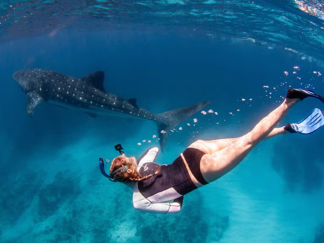 ragazza che nuota vicino ad uno qualo balena