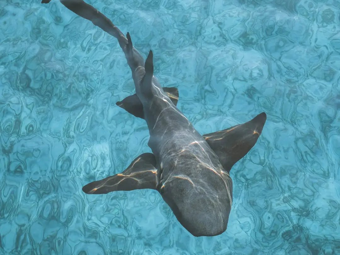 squaletto che nuota nell'acqua trasparente delle maldive