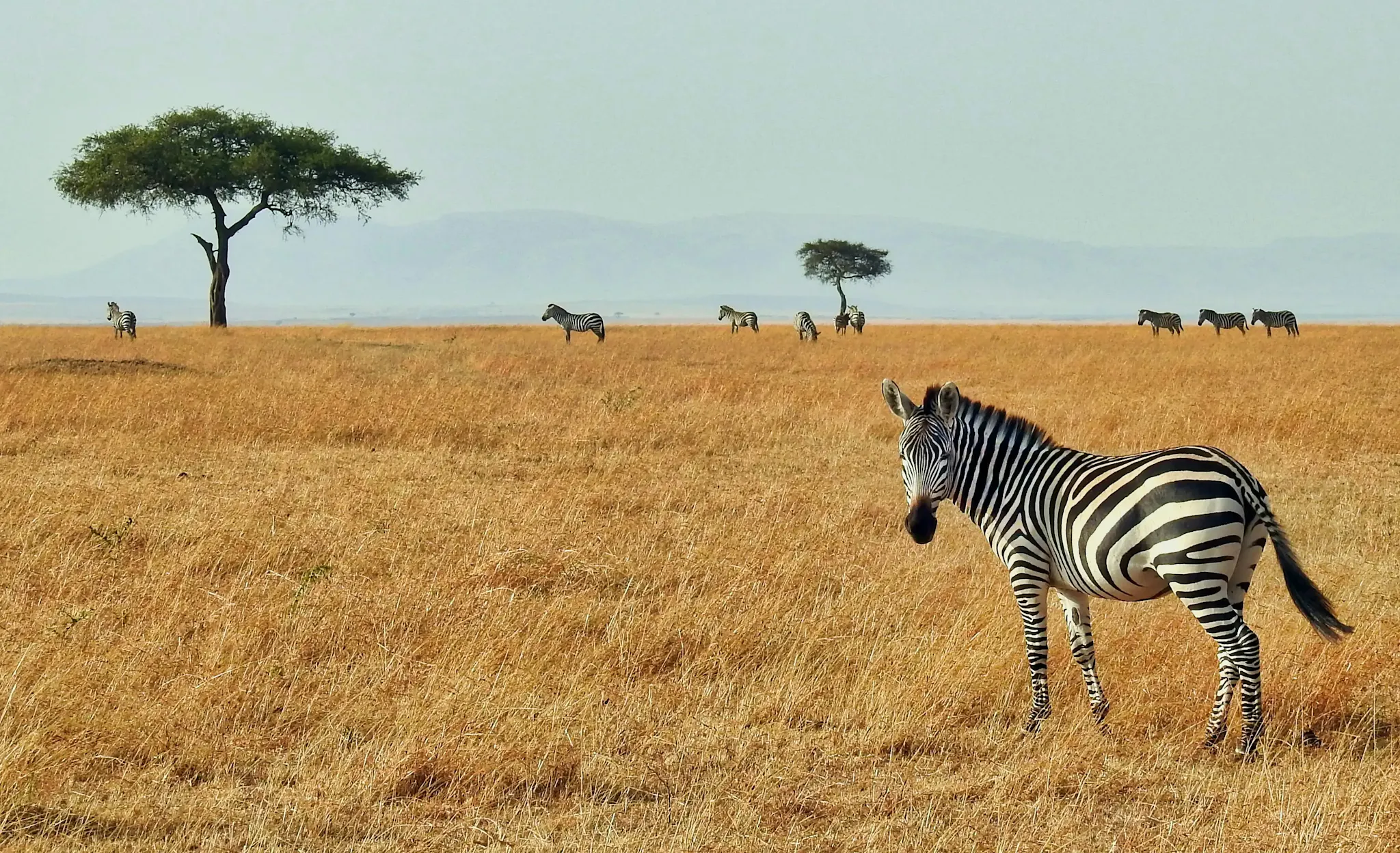 In Kenya potrai viverti numerosi parchi naturali