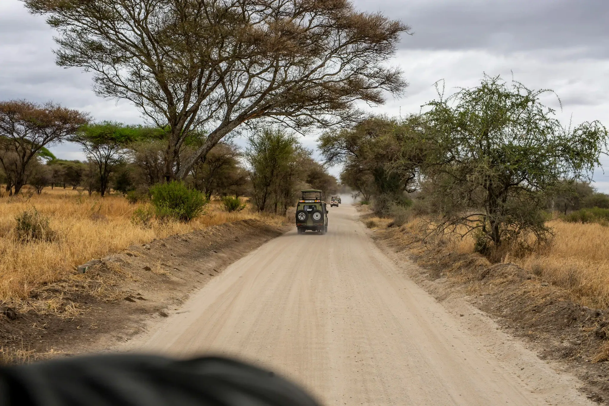 L'Africa è uno dei luoghi migliori per un safari