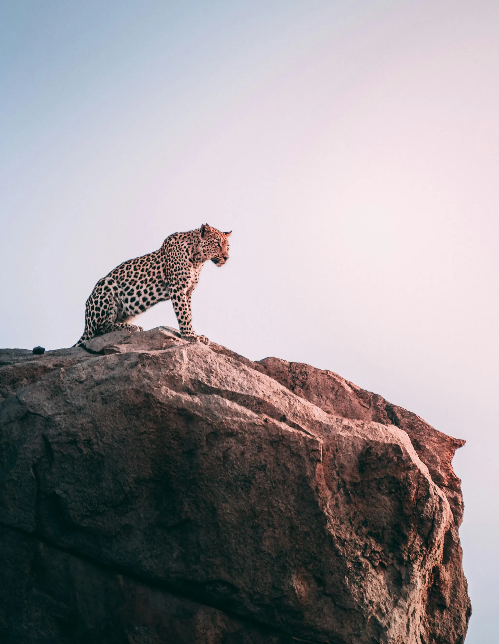 Leopardo visibile durante un safari in tanzania