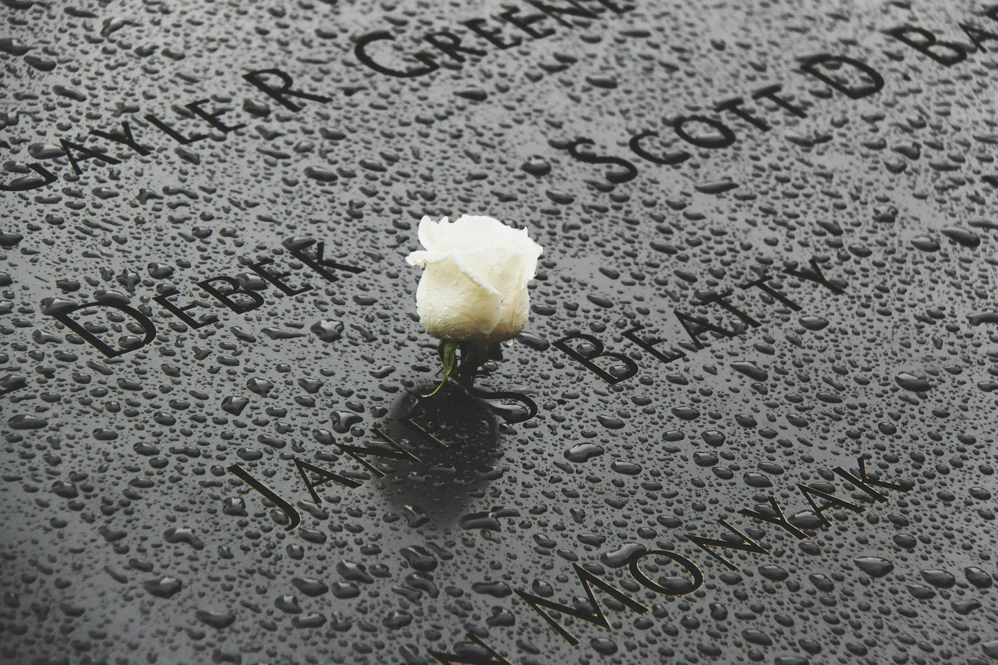 Le rose bianche che si possono trovare sul Memorial dell'11 Settembre a New York