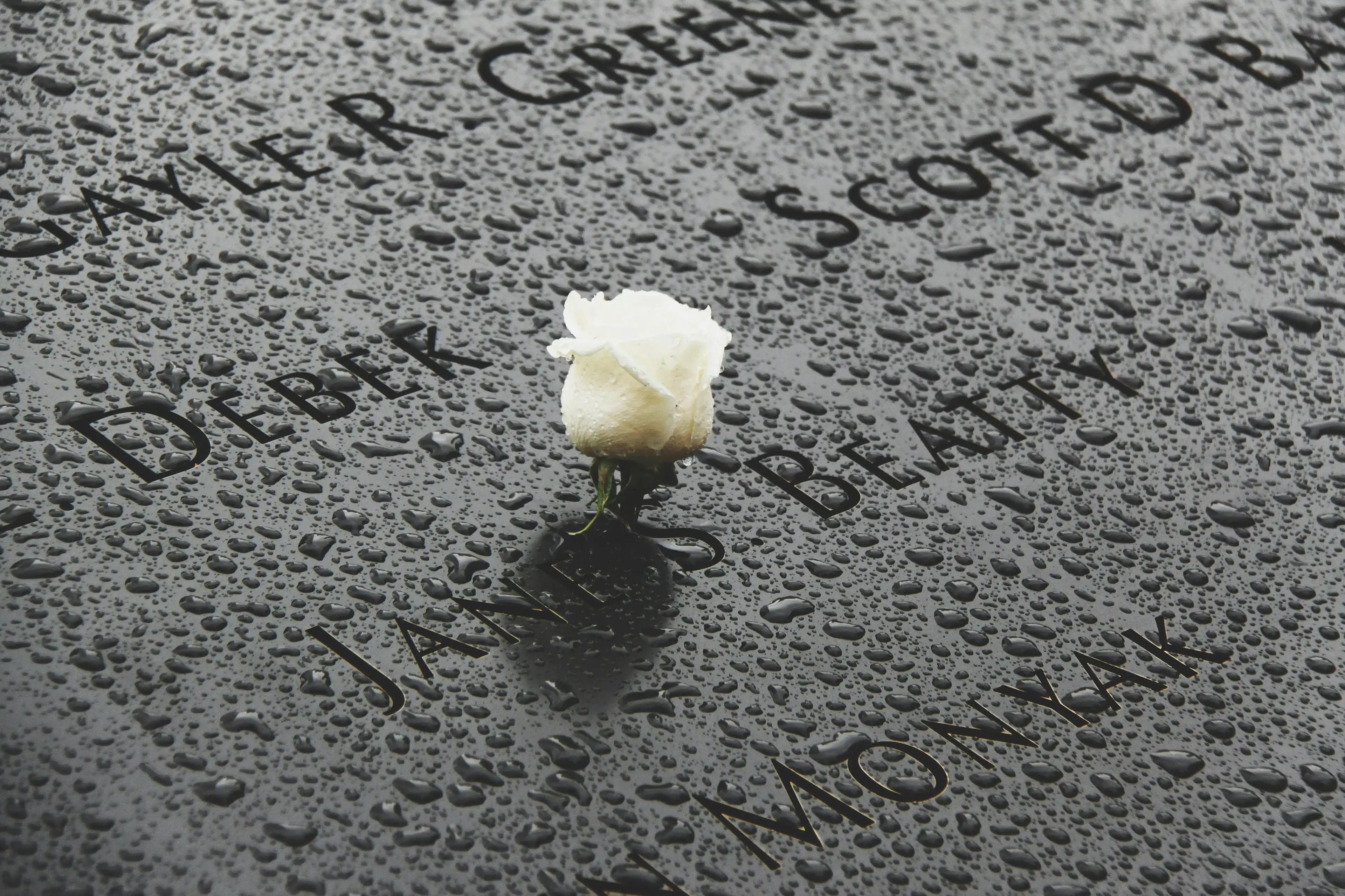 Le rose bianche che si possono trovare sul Memorial dell'11 Settembre a New York