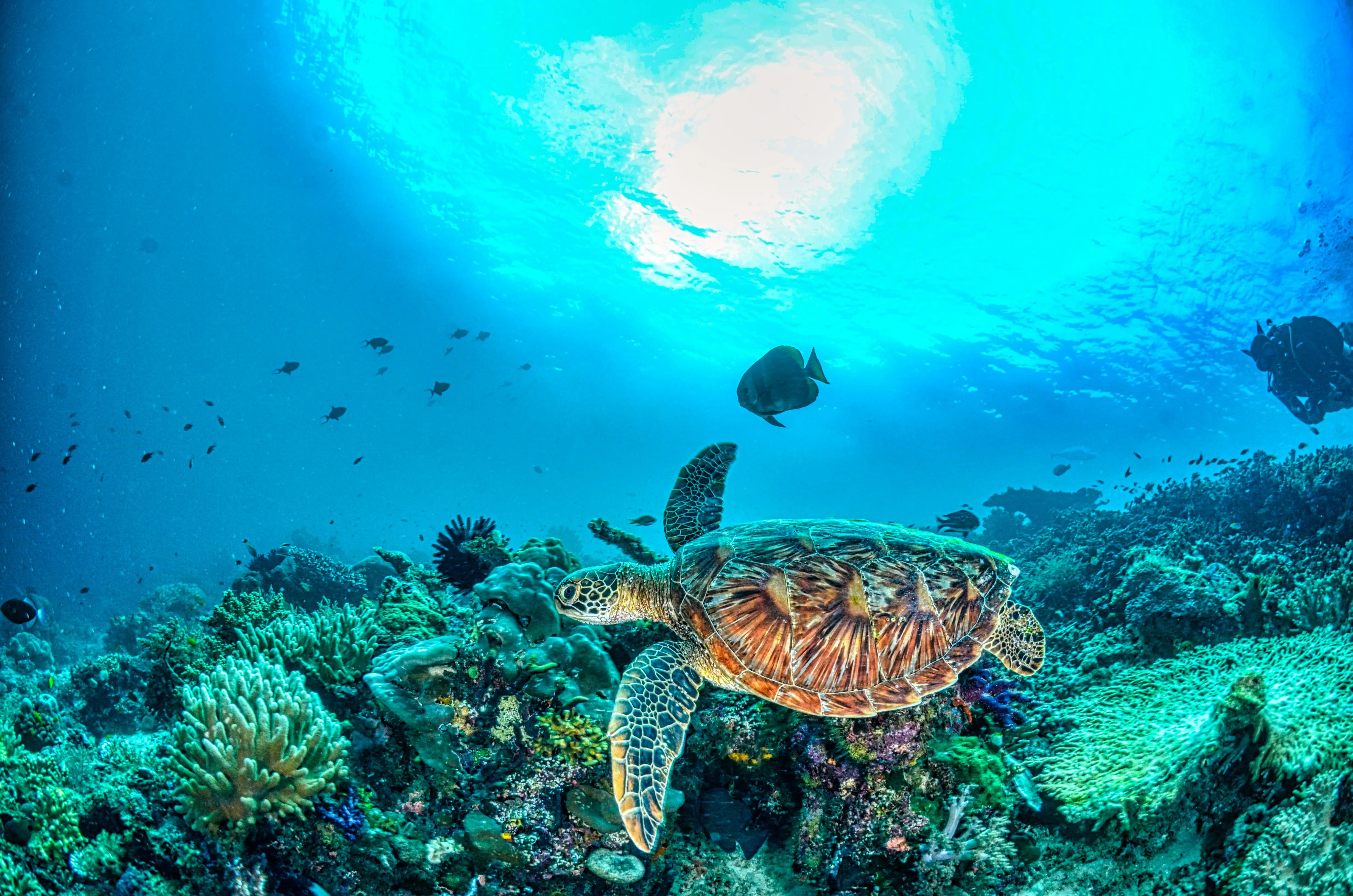 Viaggi e Snorkeling