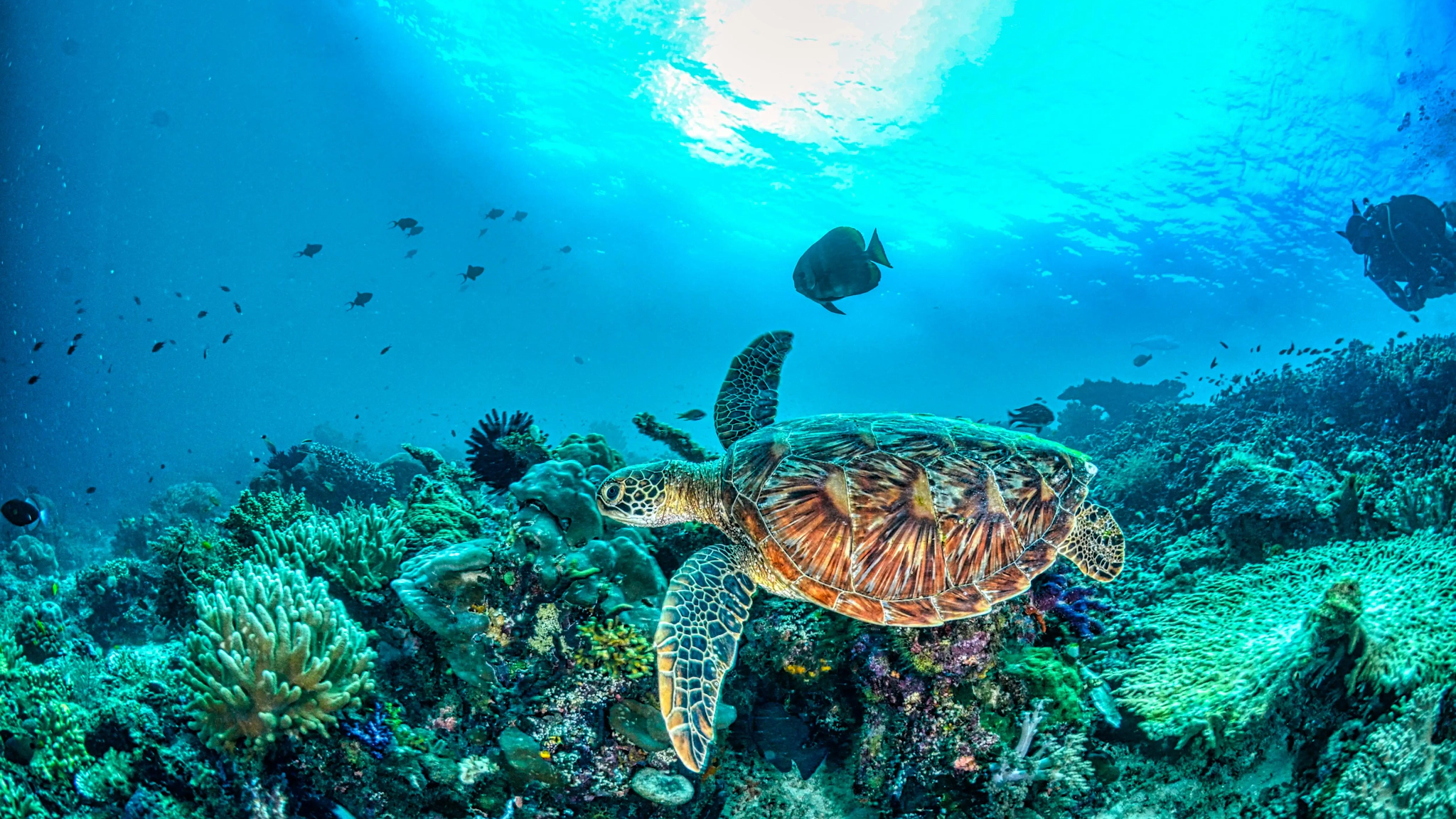 Viaggi e Snorkeling