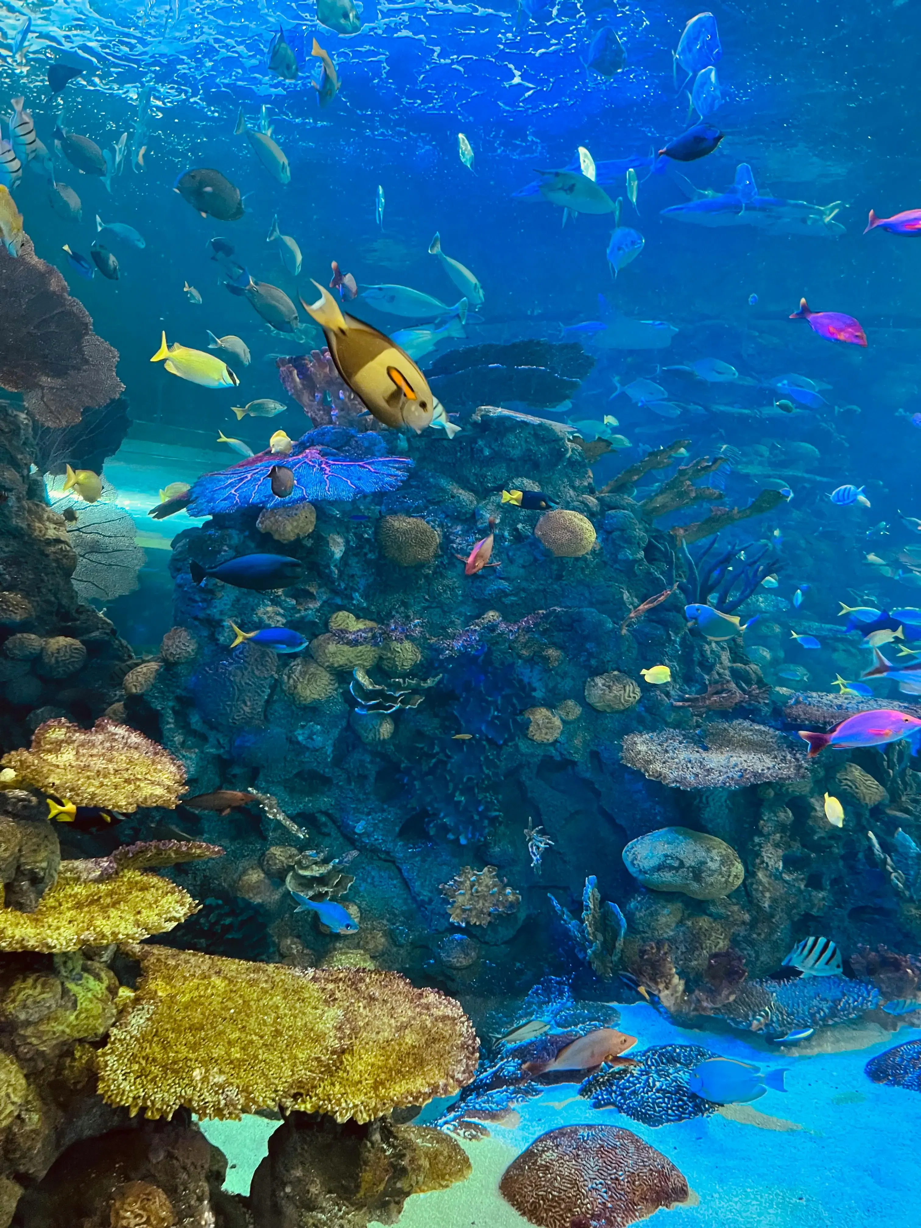 La barriera corallina di Marsa Alam, in Egitto