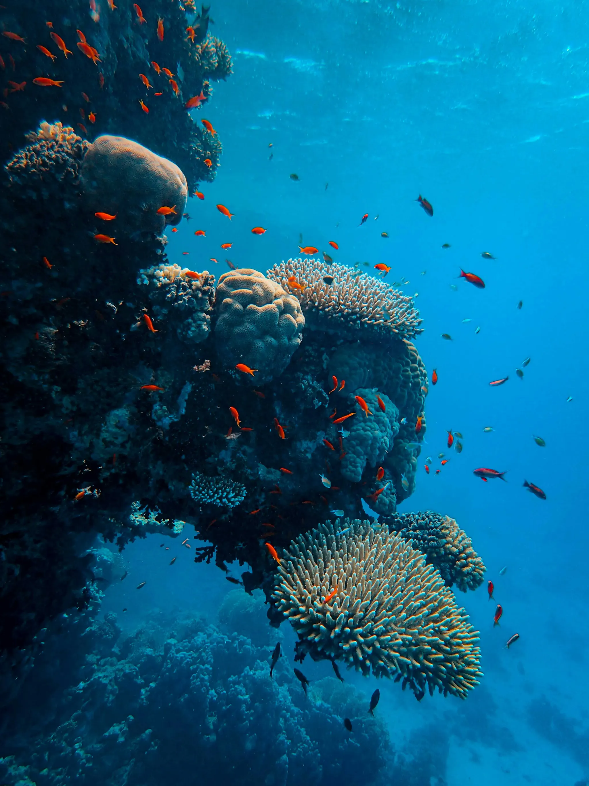 Escursioni per vedere la barriera corallina a Marsa Alam