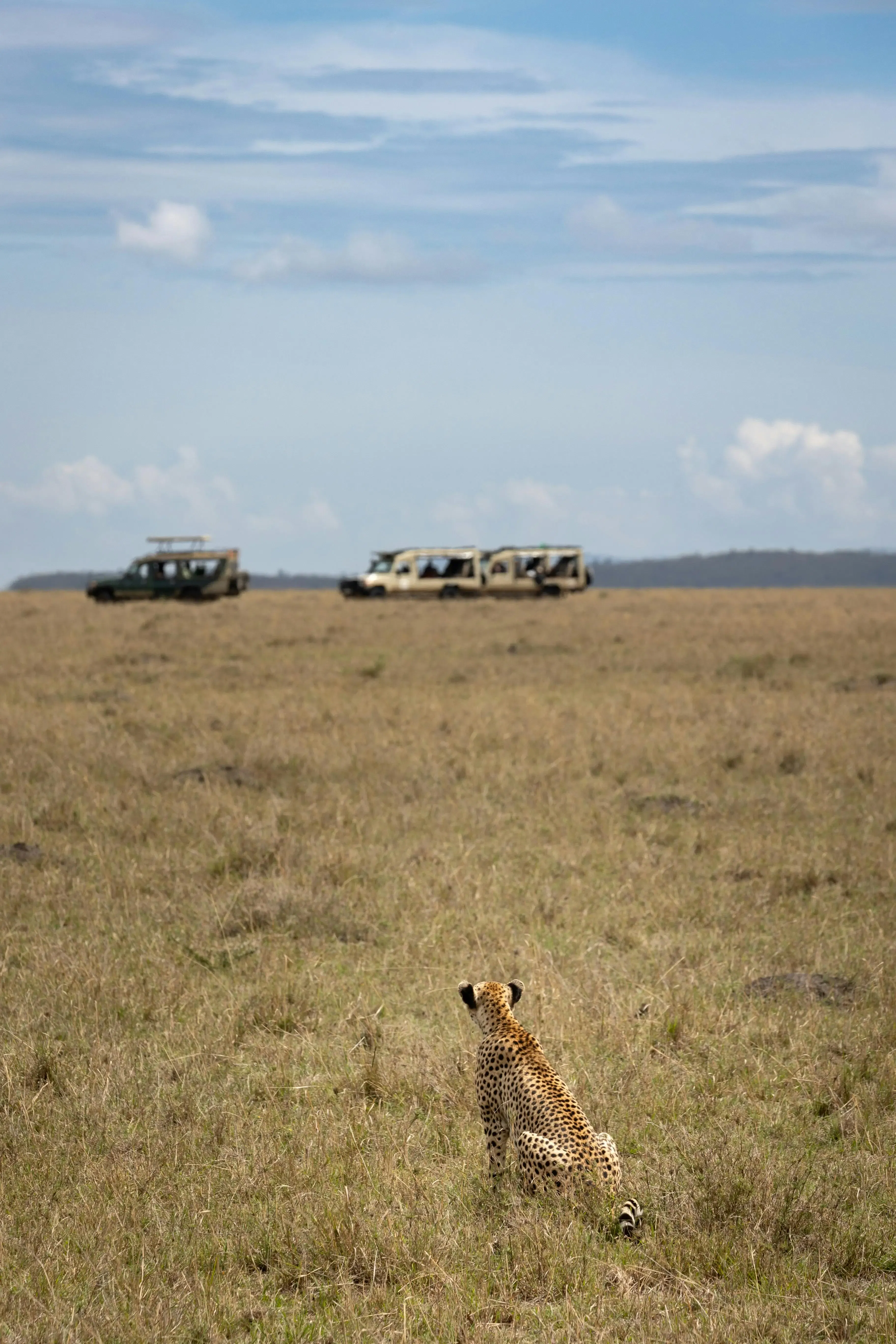 Un ghepardo durante un safari in africa