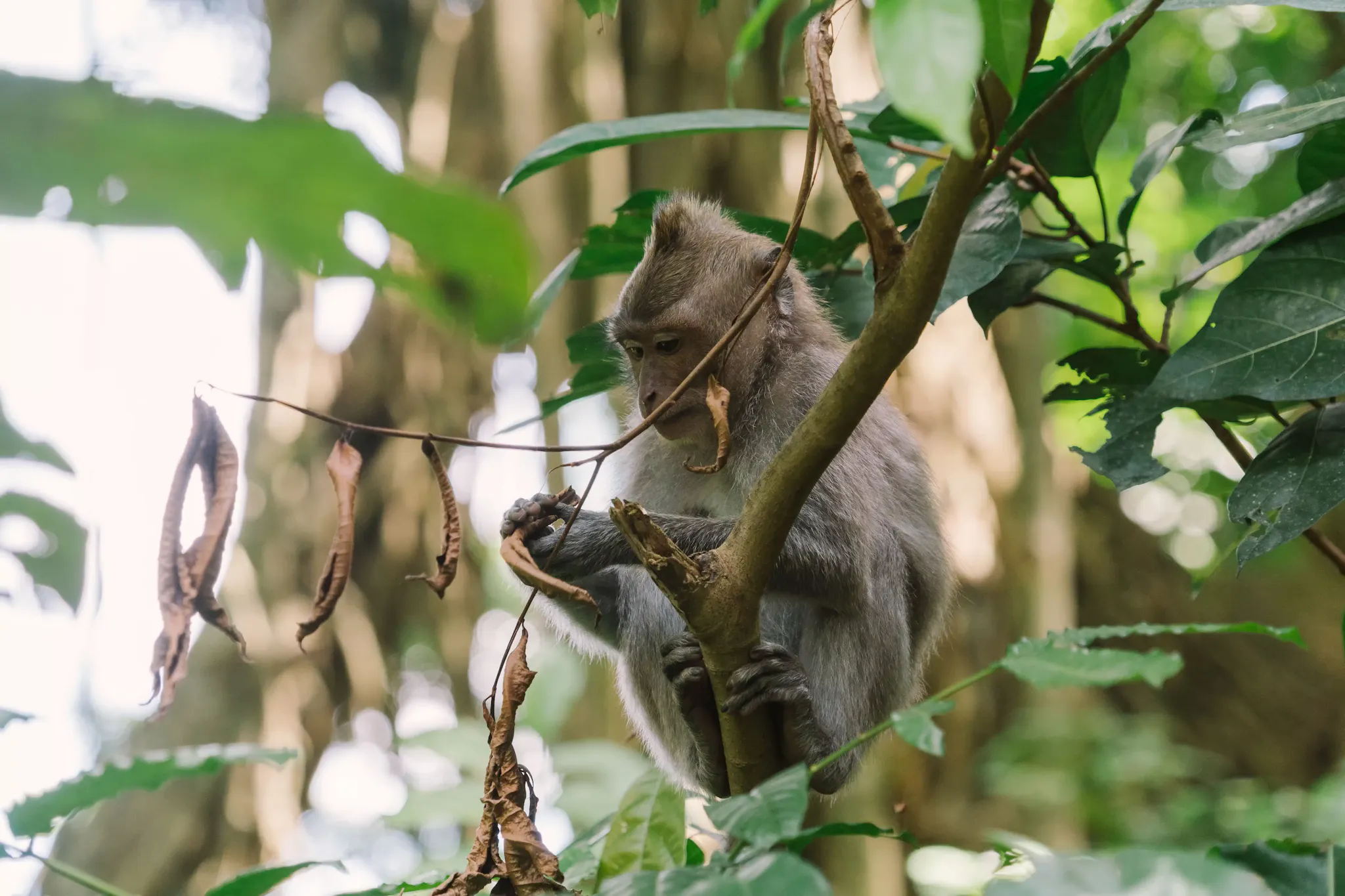 Monkey Forest a Bali