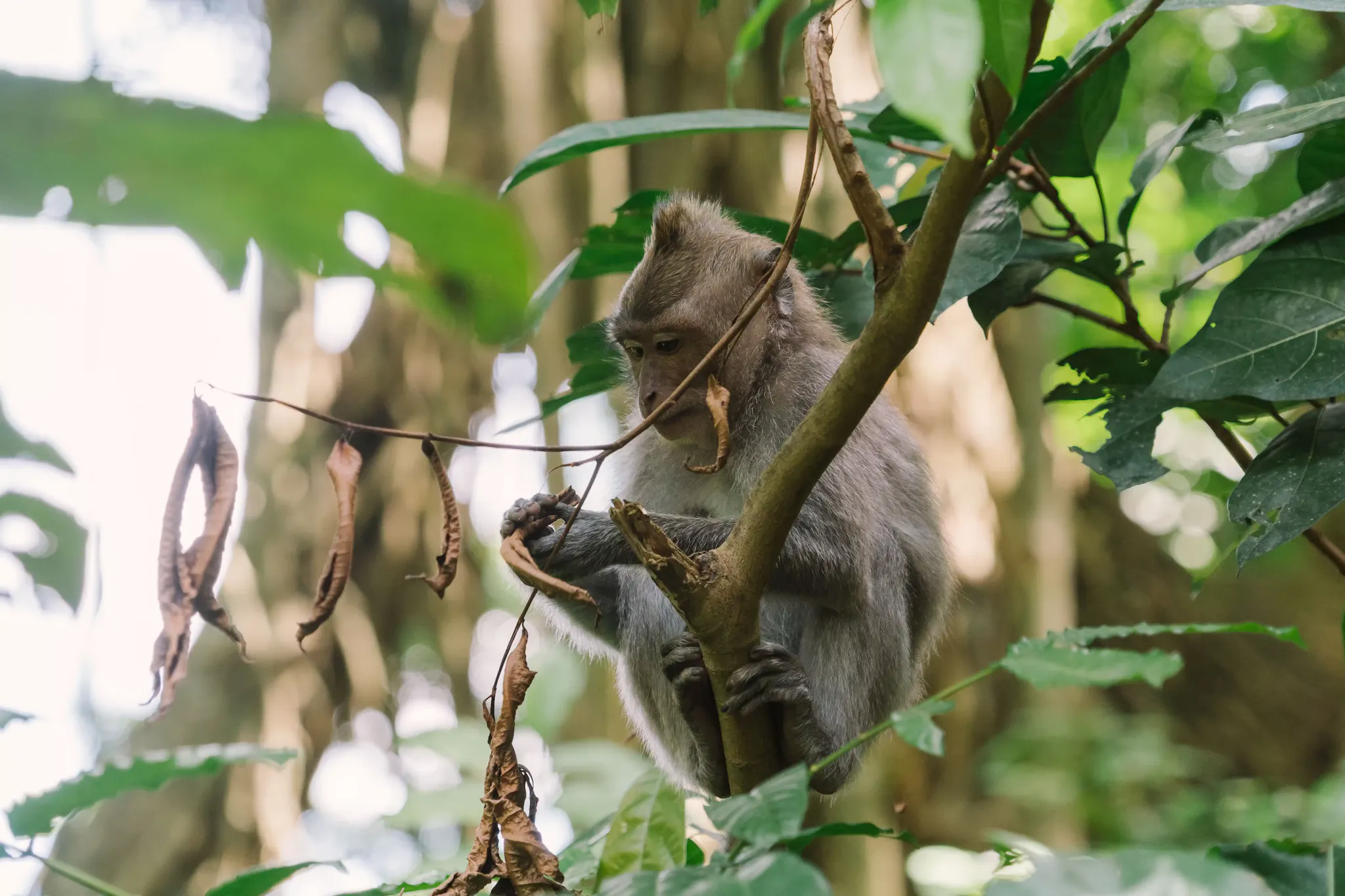 Monkey Forest a Bali