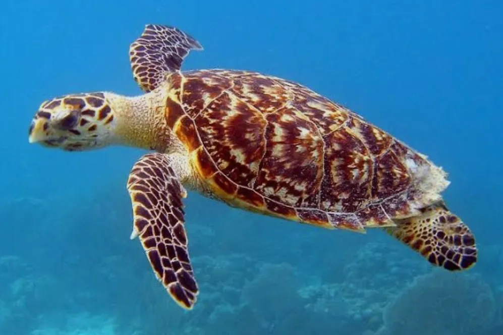 Tartaruga in Sri Lanka