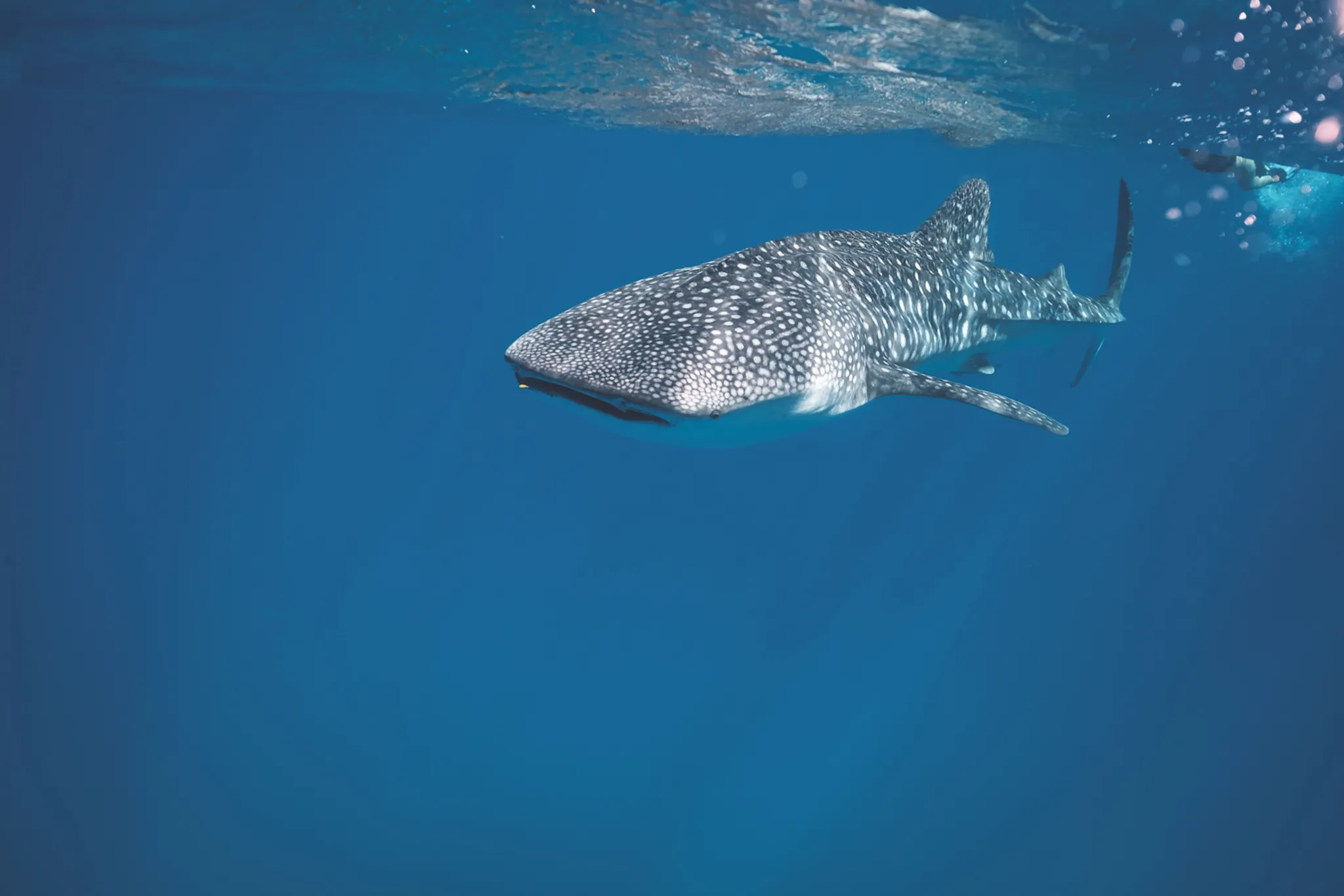Uno squalo balena alle maldive