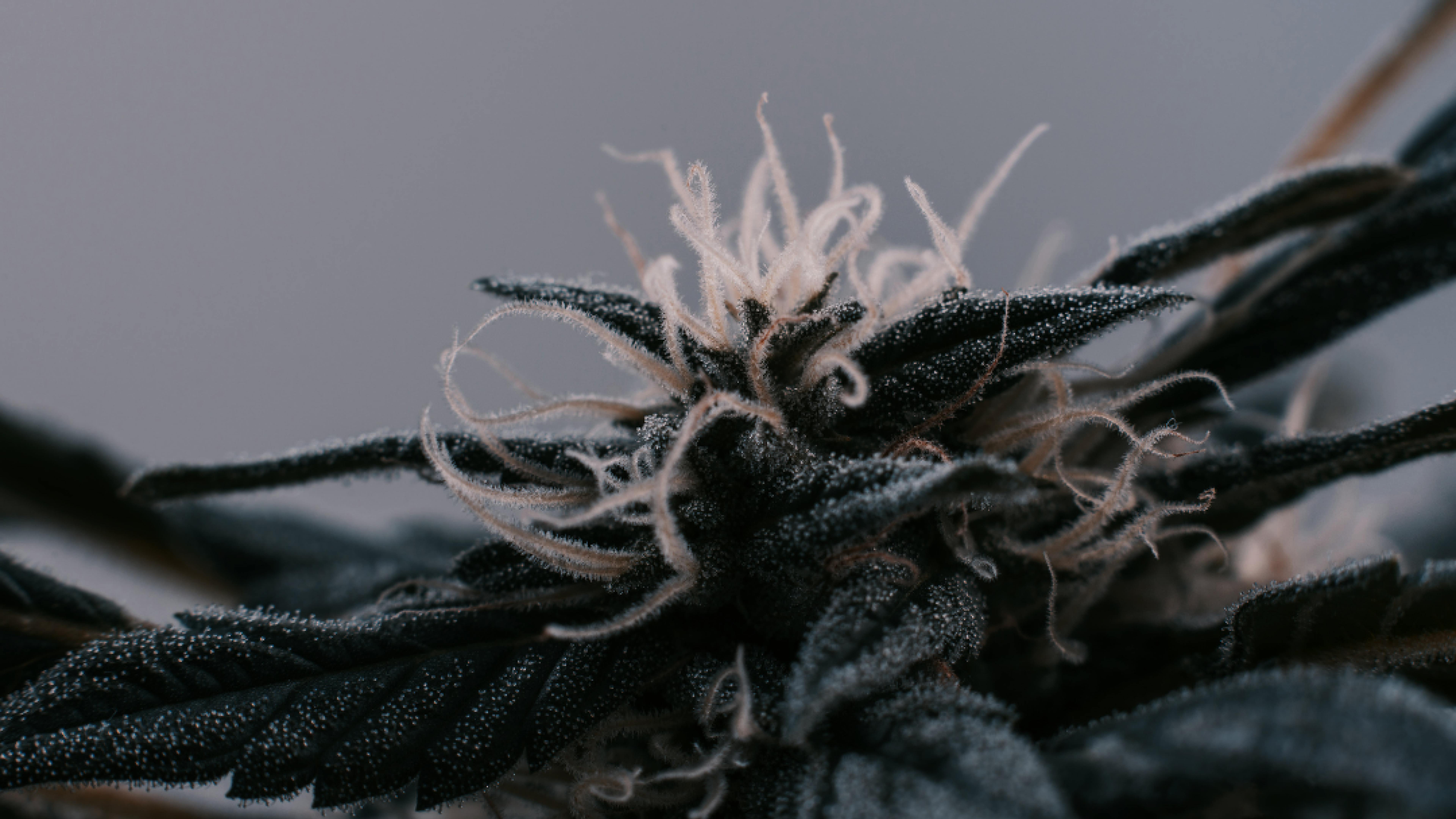 Z4gYtpbqstJ99gcZ_desktop.png?