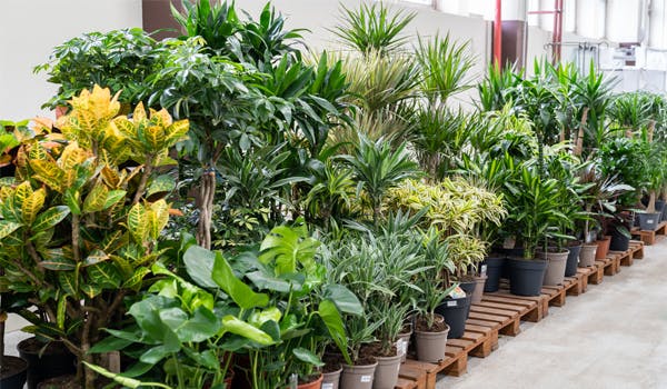 Las plantas en casa dan mayor calidad de vida. 